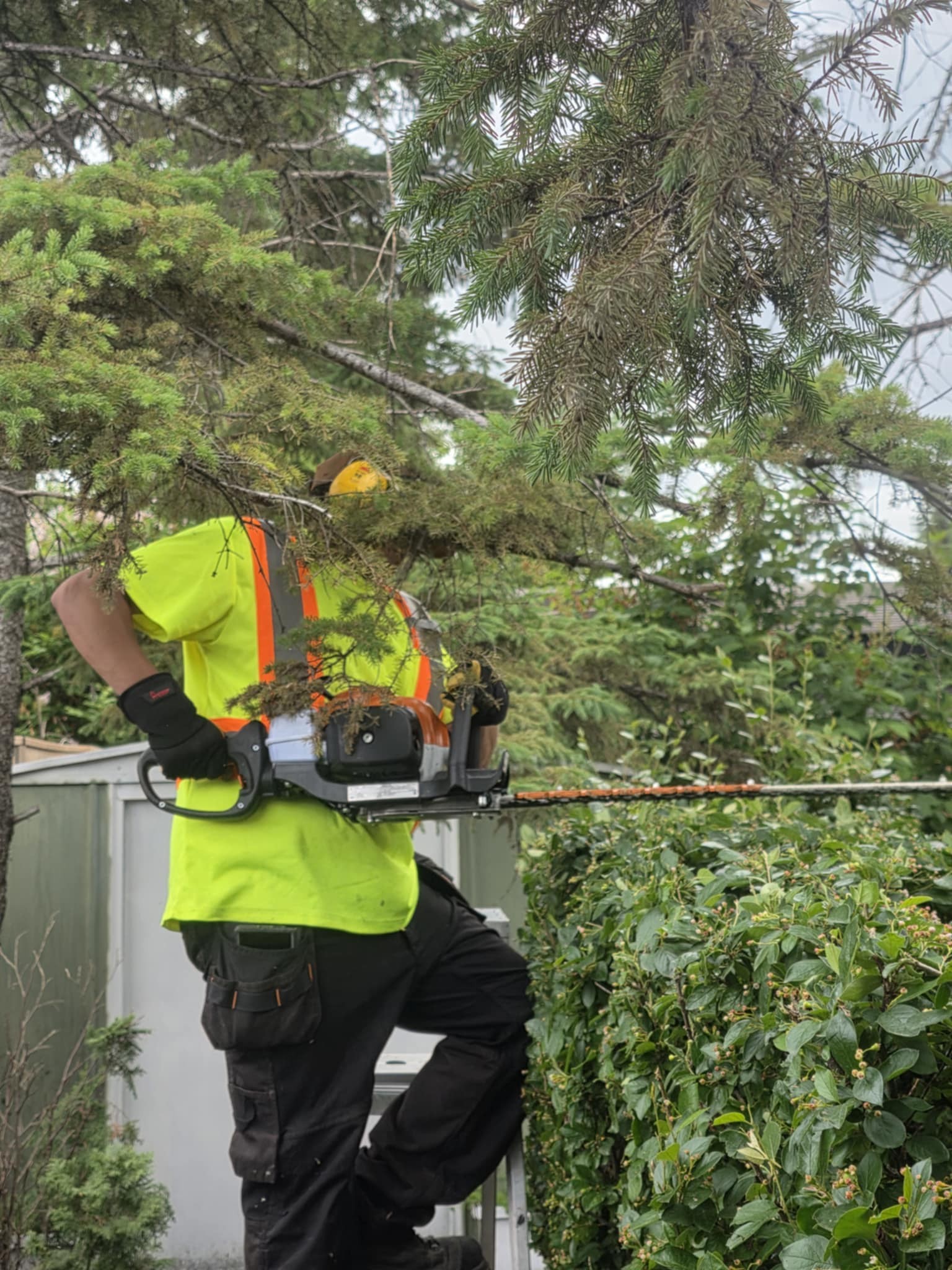 Clip & Trim 
Yard Maintainence's image