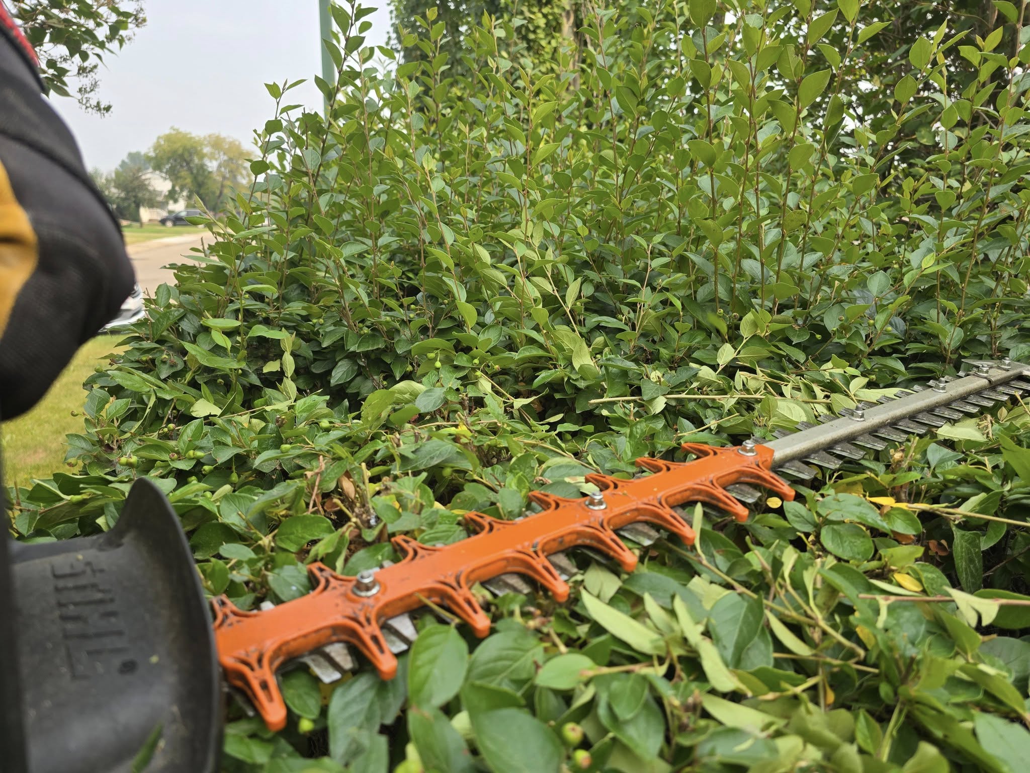 Clip & Trim 
Yard Maintainence's image