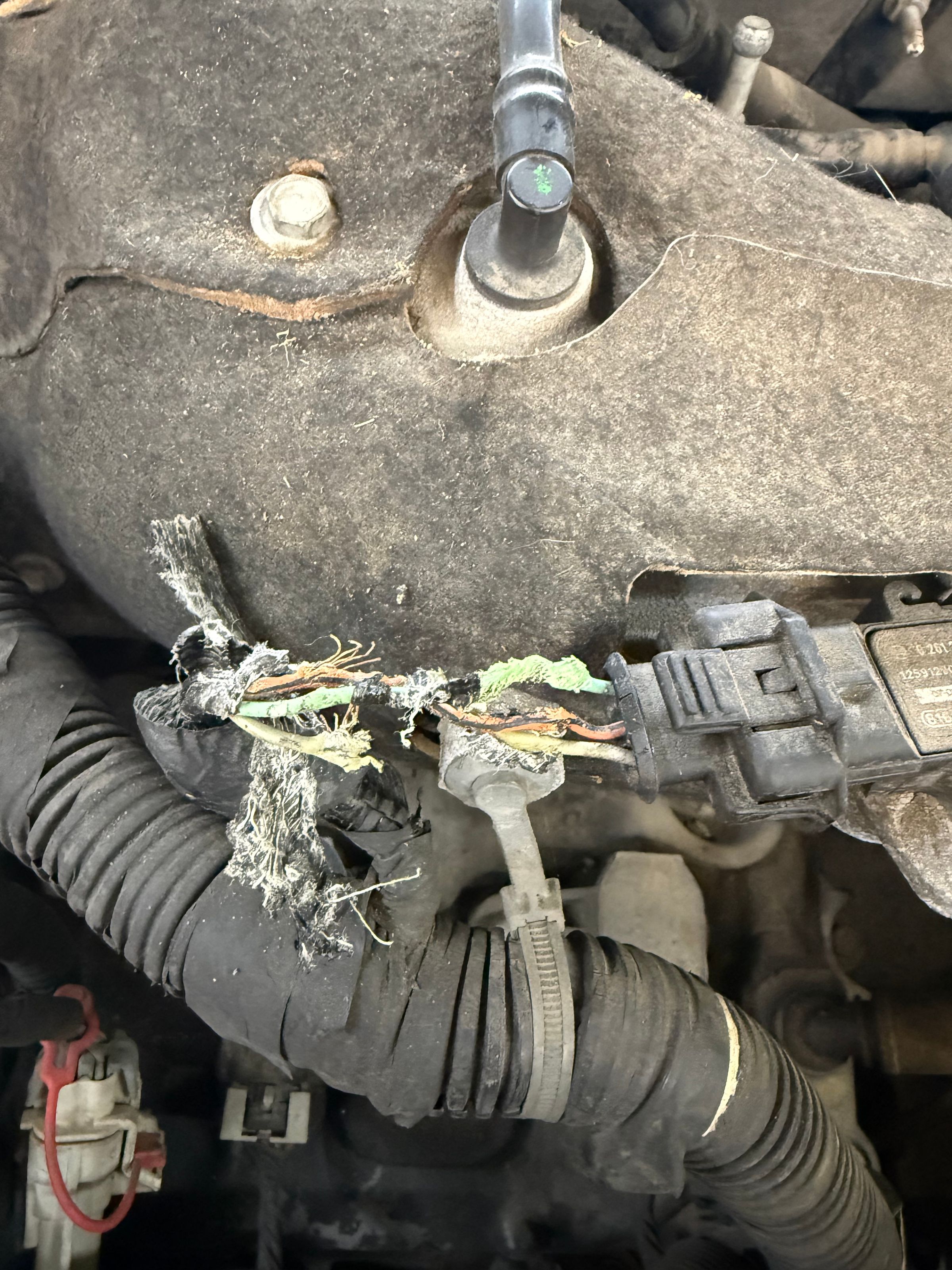 Chewed wires