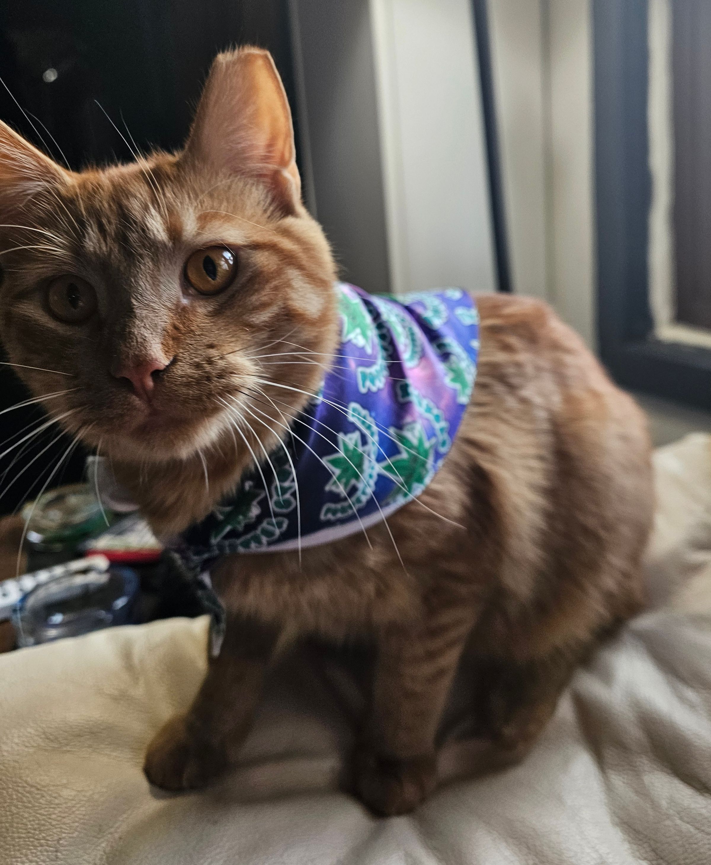 Forgetful Stonerz's image