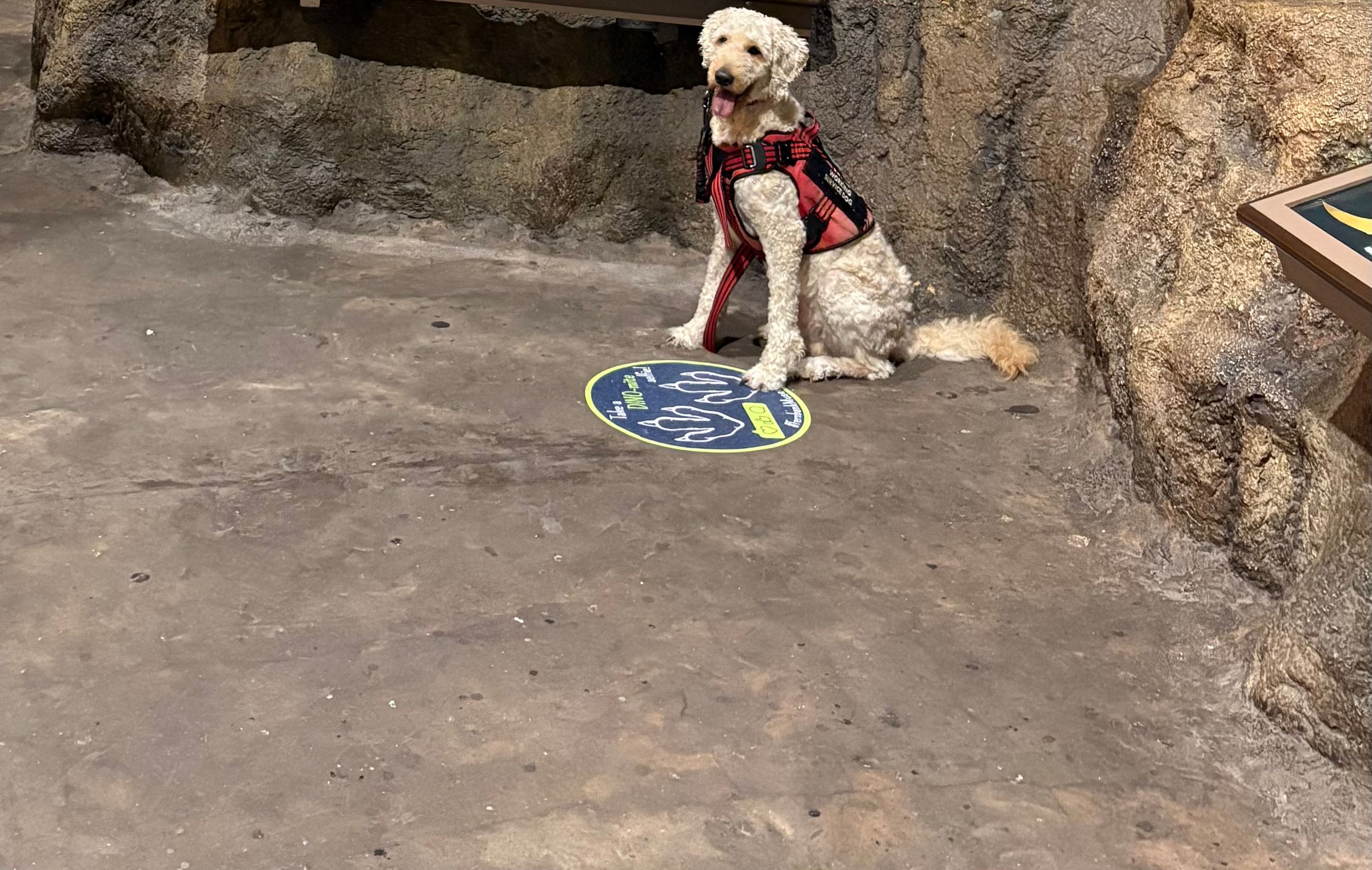 Dogs for Disabilities 's image