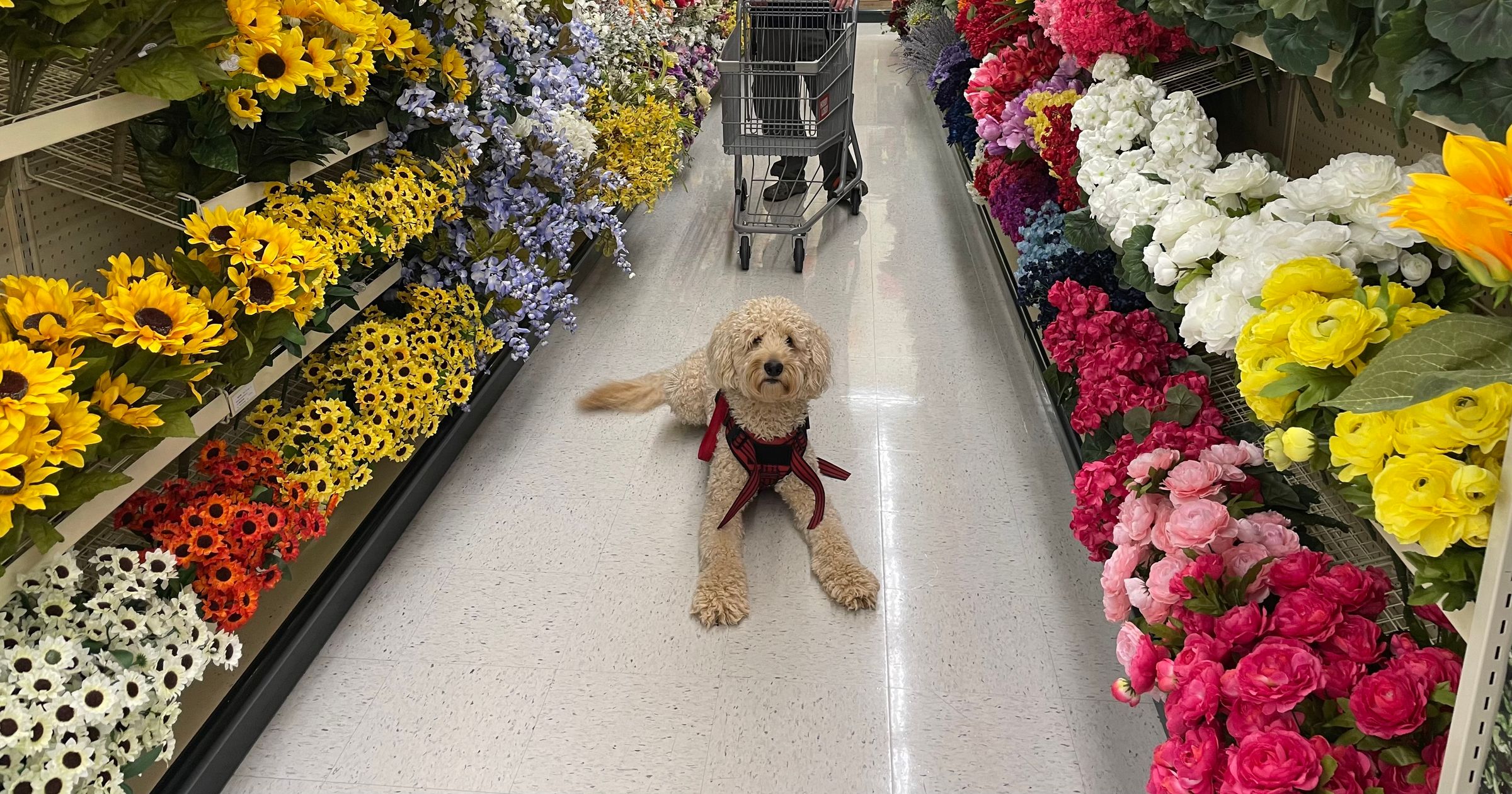 Dogs for Disabilities 's image