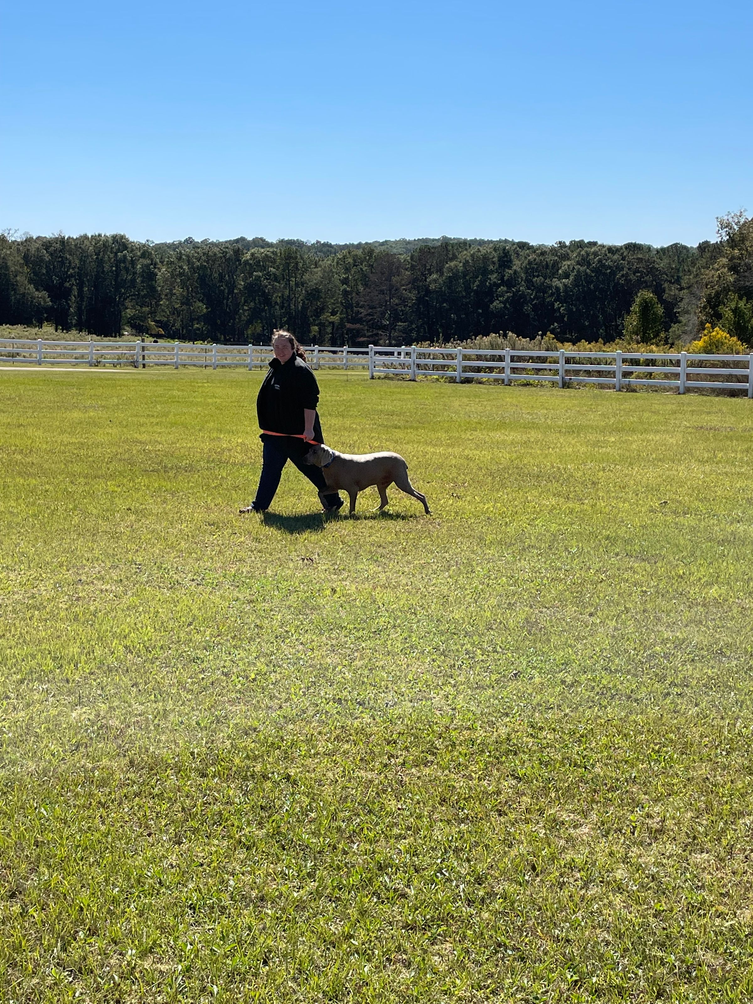 Dogs for Disabilities 's image