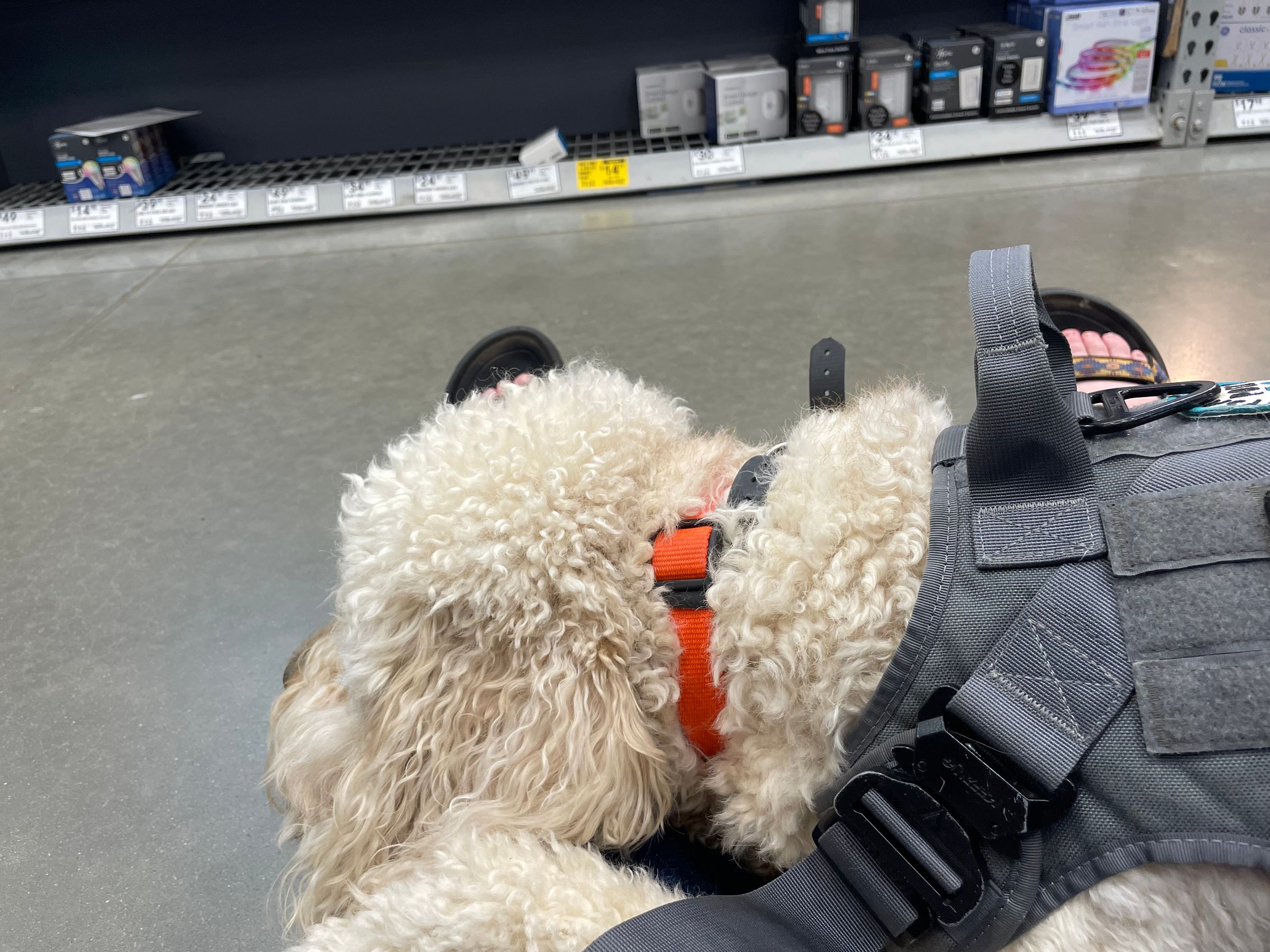 Dogs for Disabilities 's image