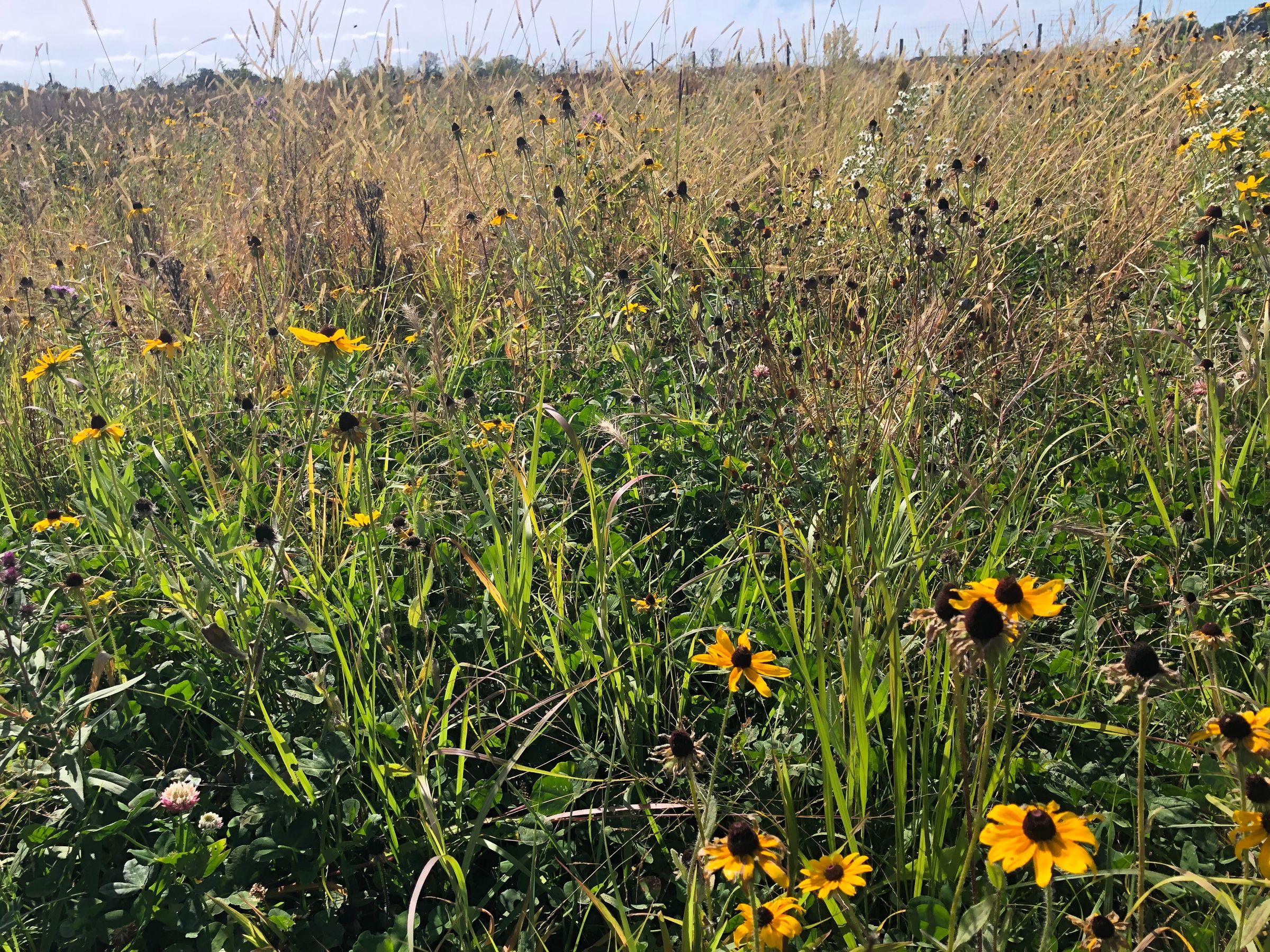 Prairie Plantings 