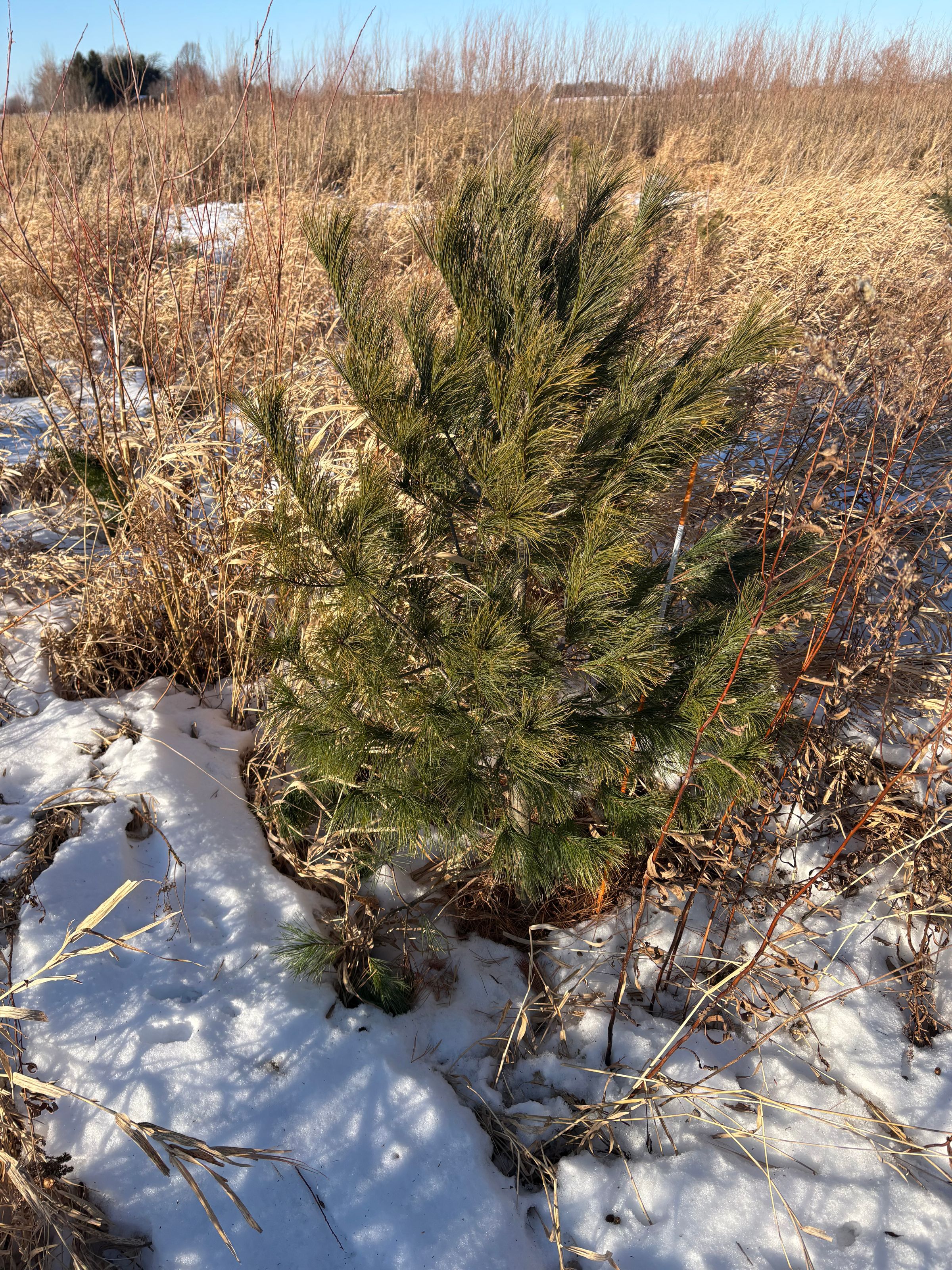 White Pine, Planted 2022
