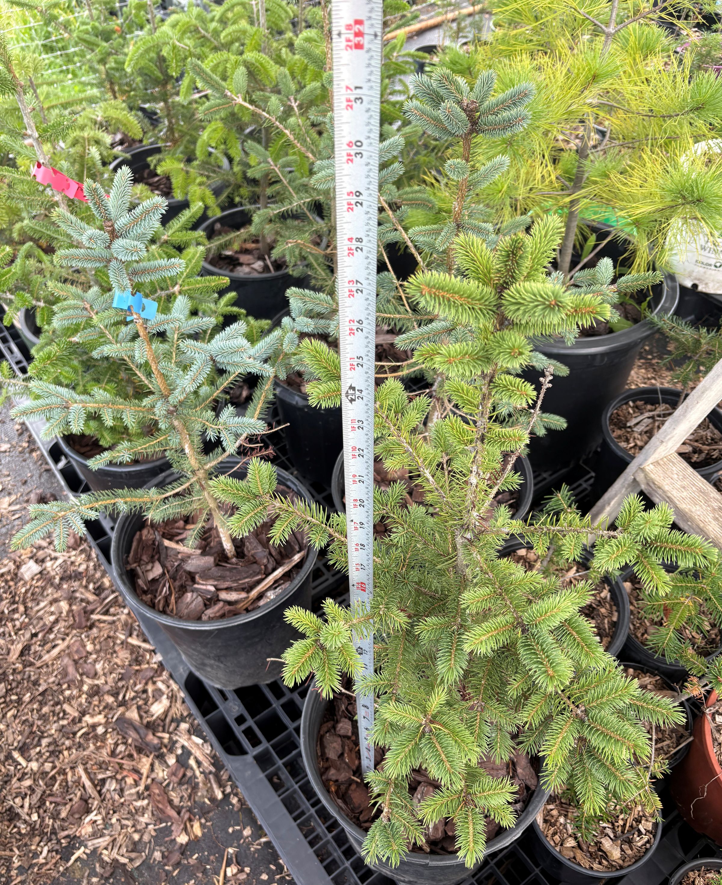 Olden Acres Tree Farm's image