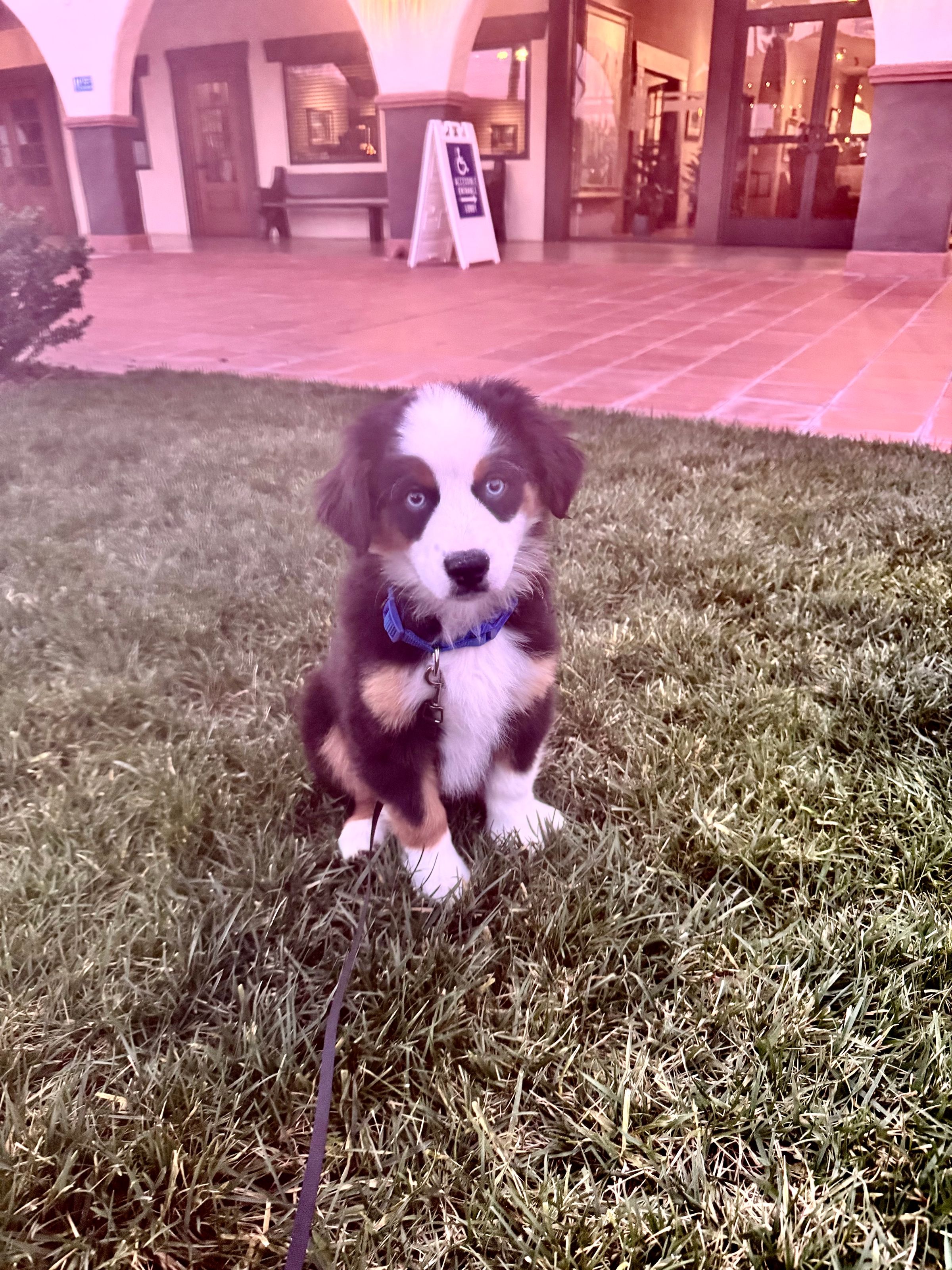 paws and friends  companion care services non - profit 's image