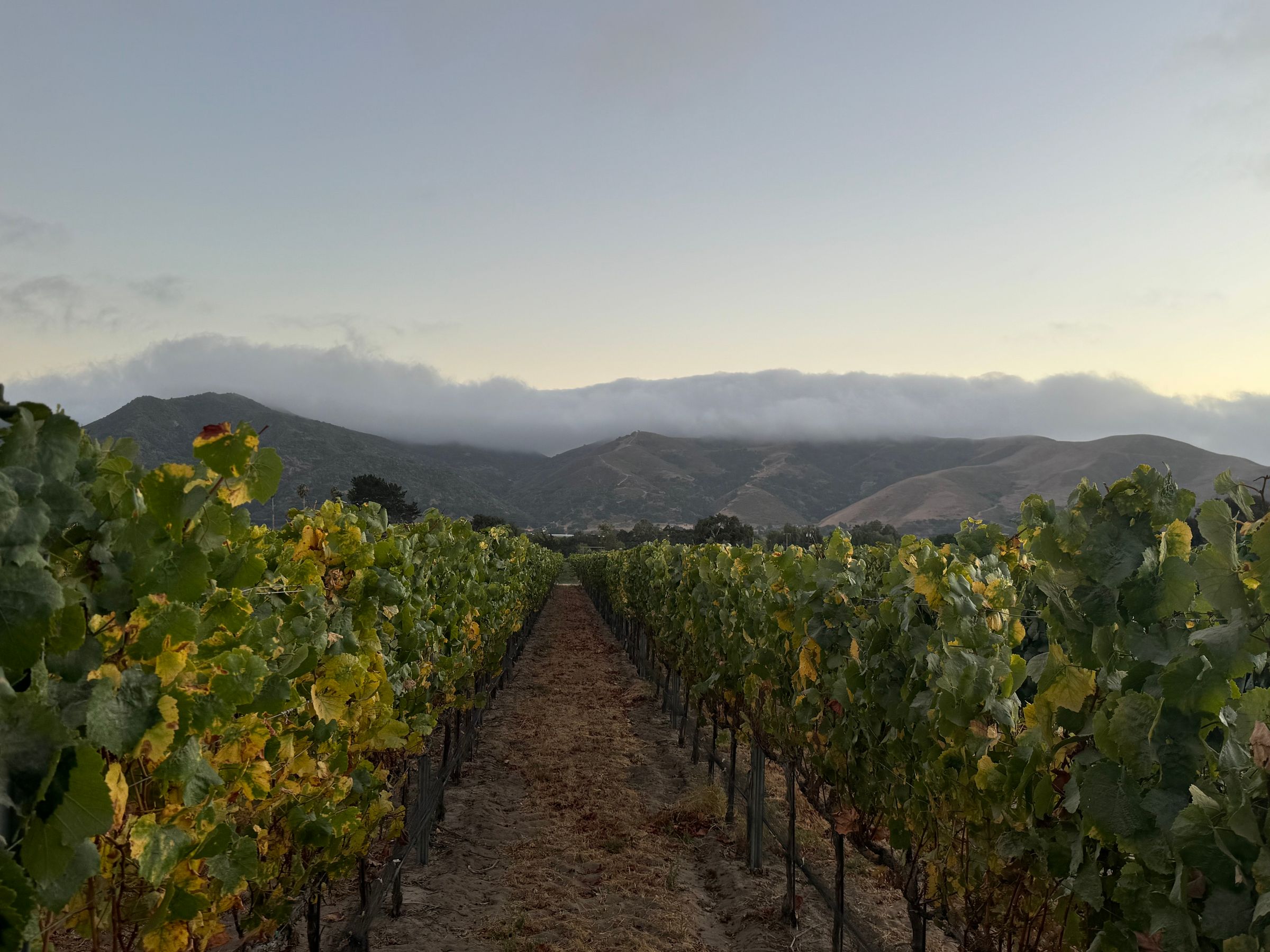 paws and friends  companion care services non - profit 's image