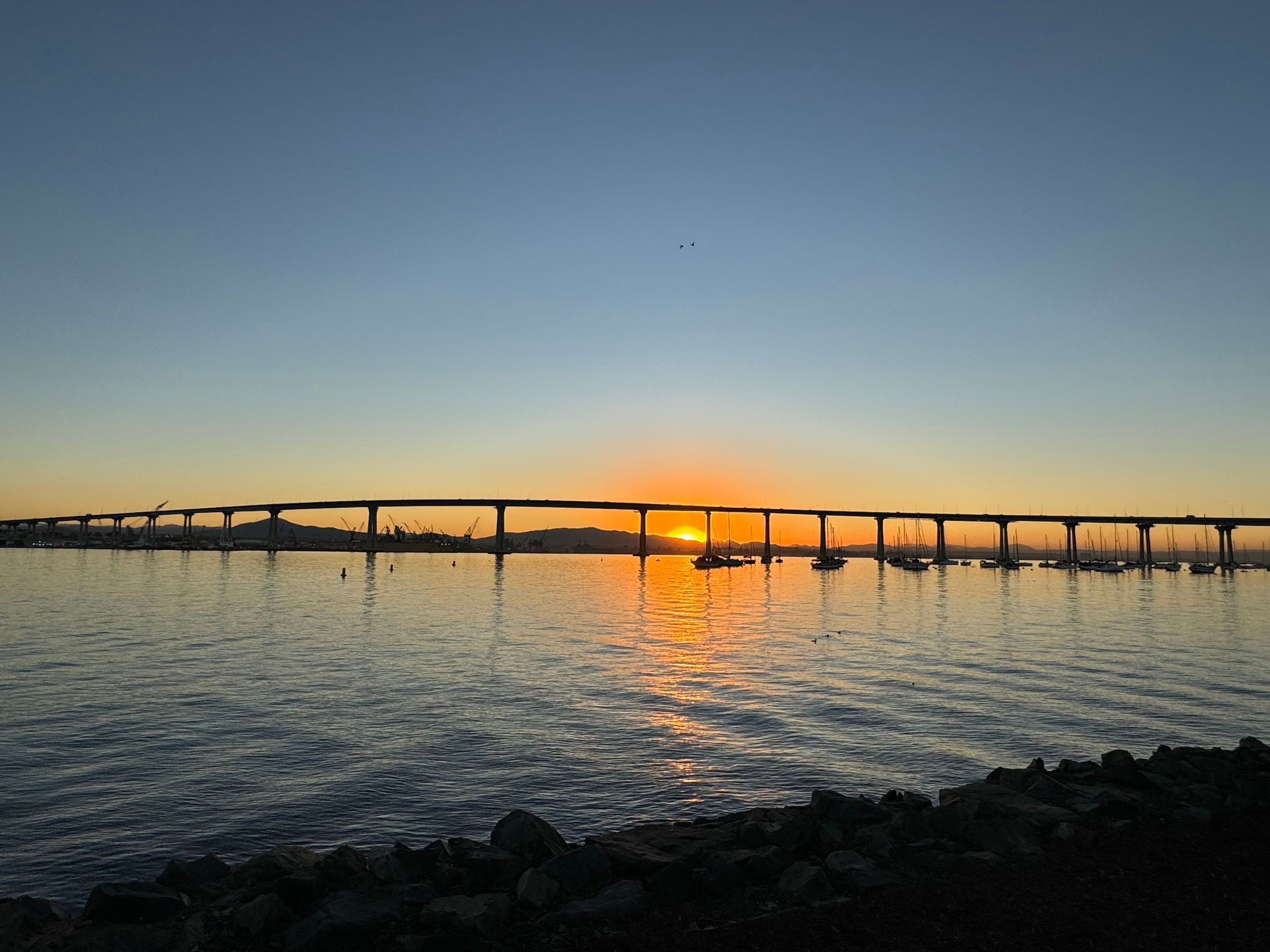 paws and friends  companion care services non - profit 's image