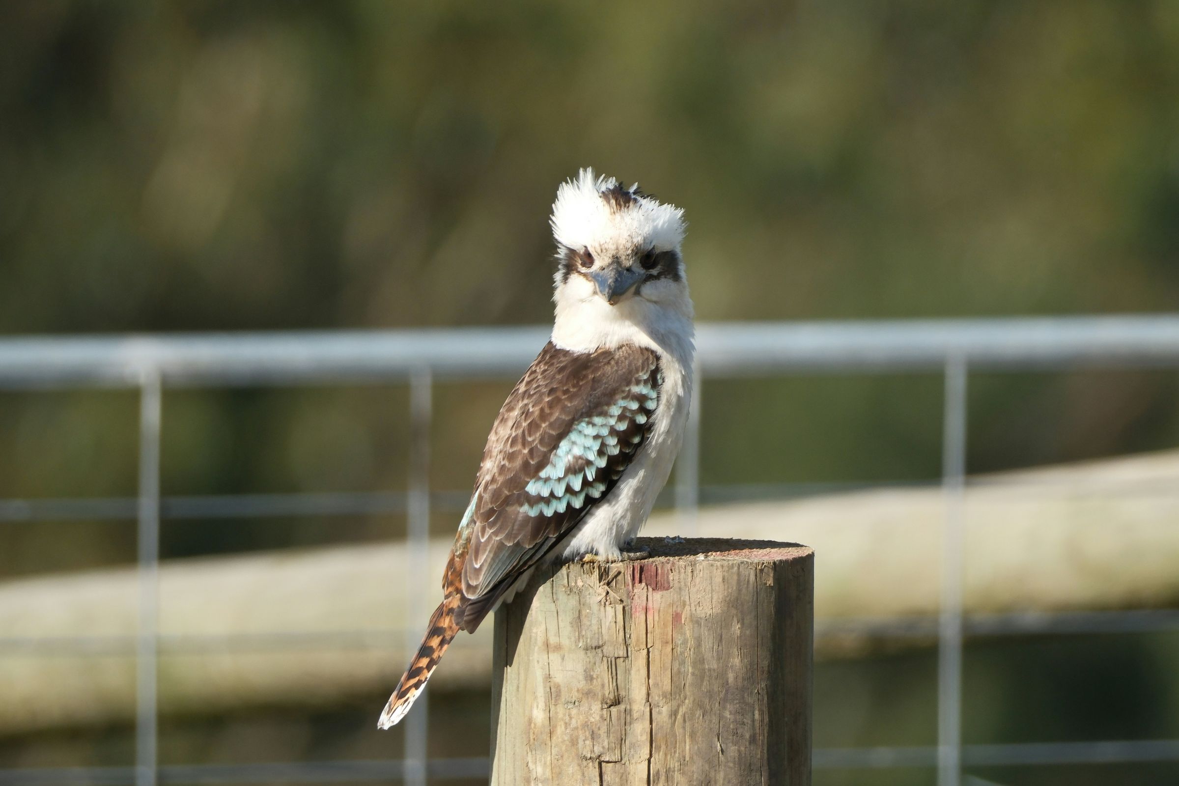 DAMFine Lives's image