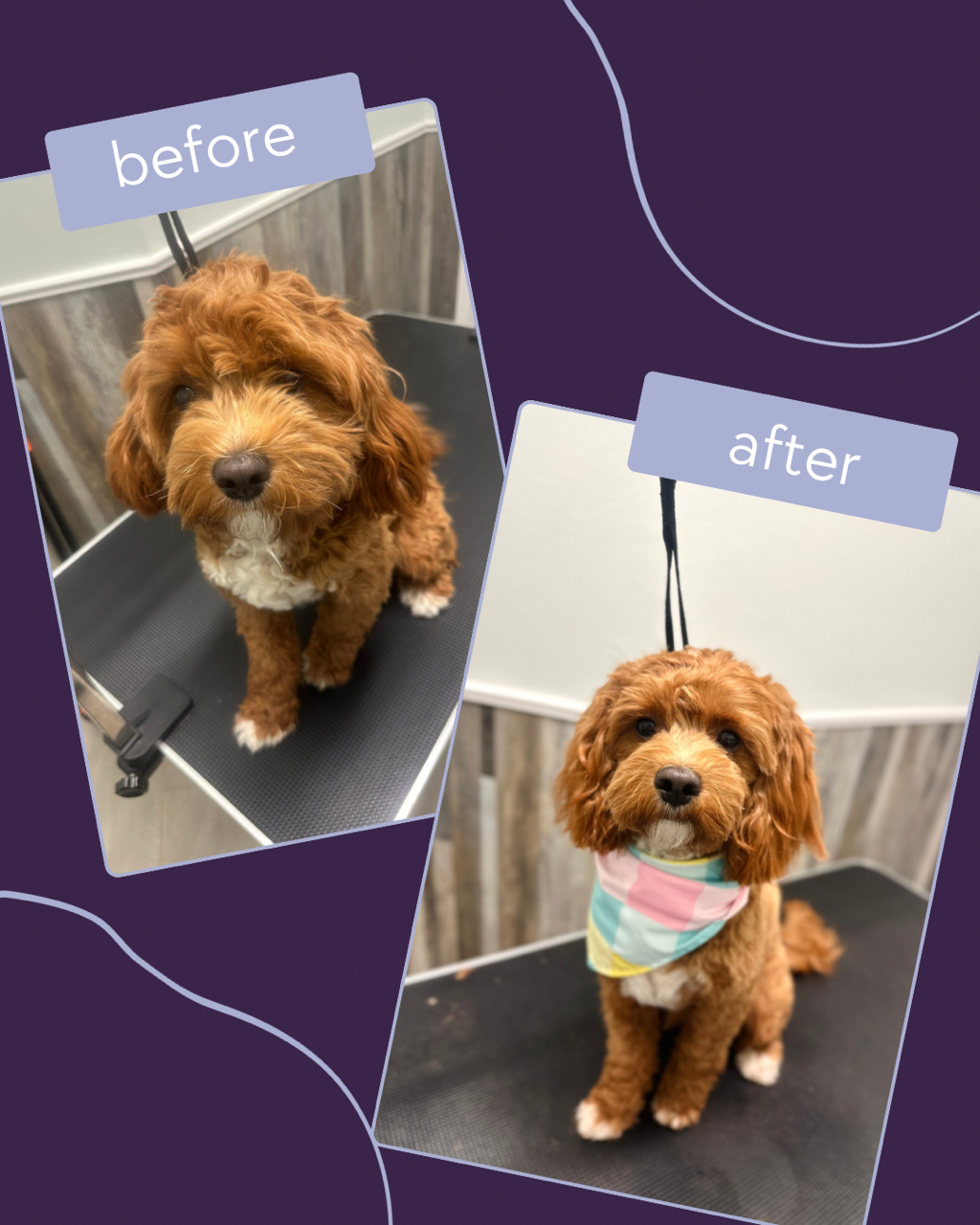 SIT, STAY & SLAY 's image