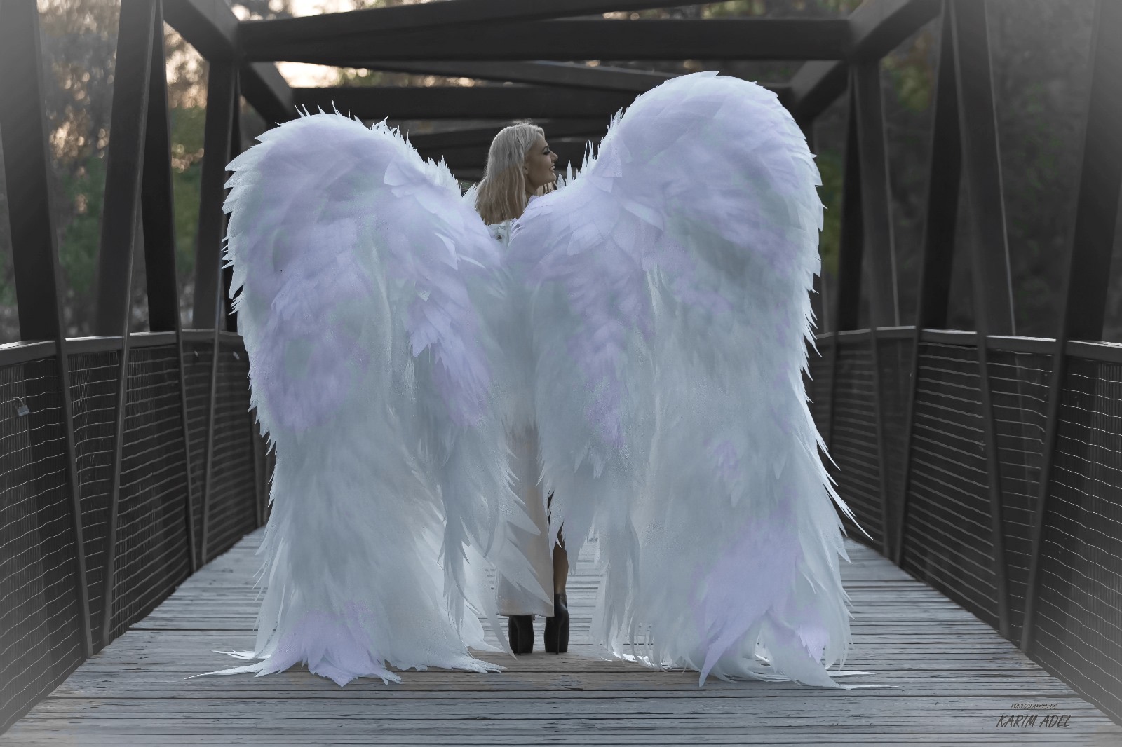 Wing of Canada 's image