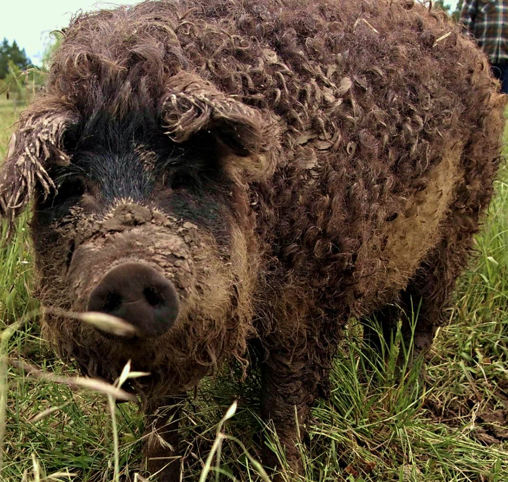 Opal Cattle Co.'s image