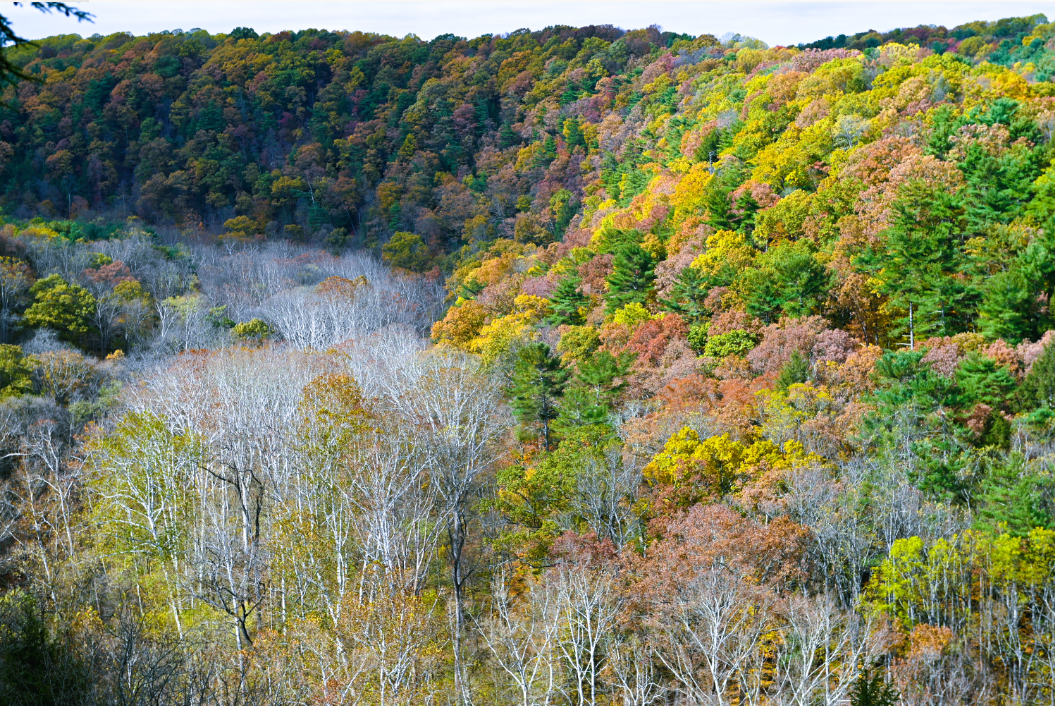 Colors By Case's image