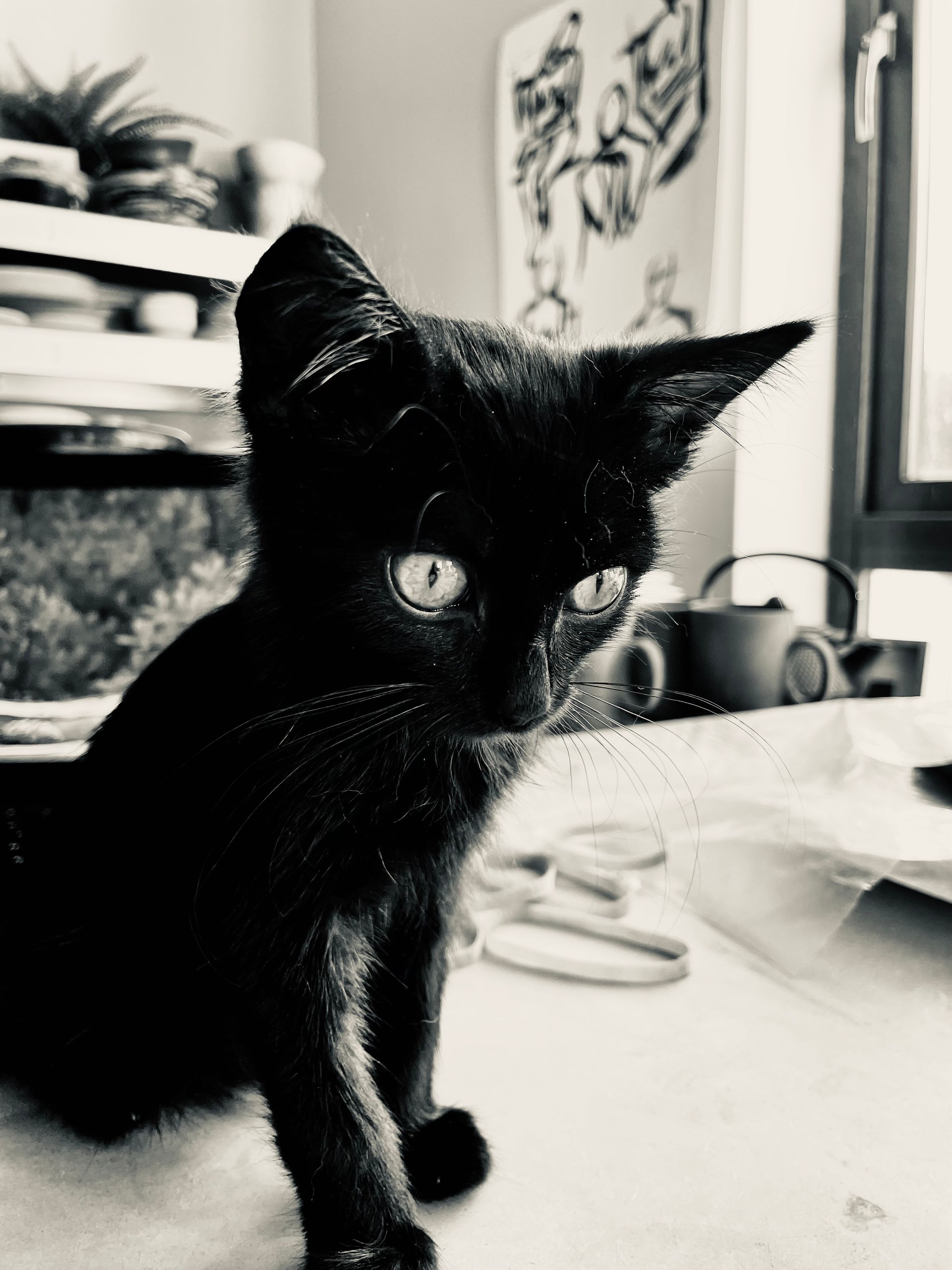 Handmade ceramics crafted in Dingle, Ireland 's image