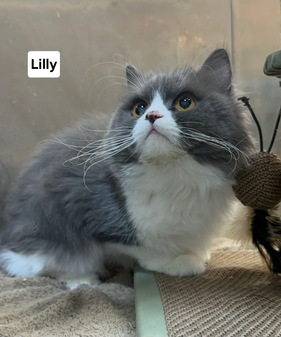 DELAWARE DESERT CATS Inc. Available for Adoption