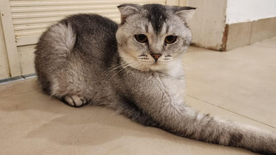 DELAWARE DESERT CATS Inc. Available for Adoption