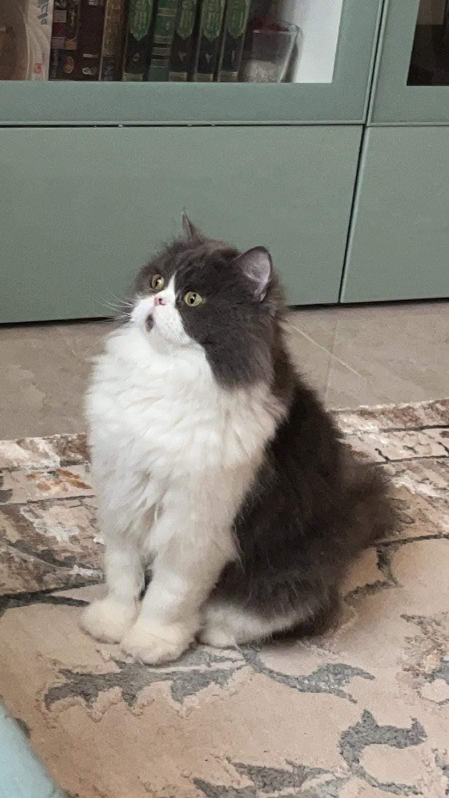 DELAWARE DESERT CATS Inc. Available for Adoption