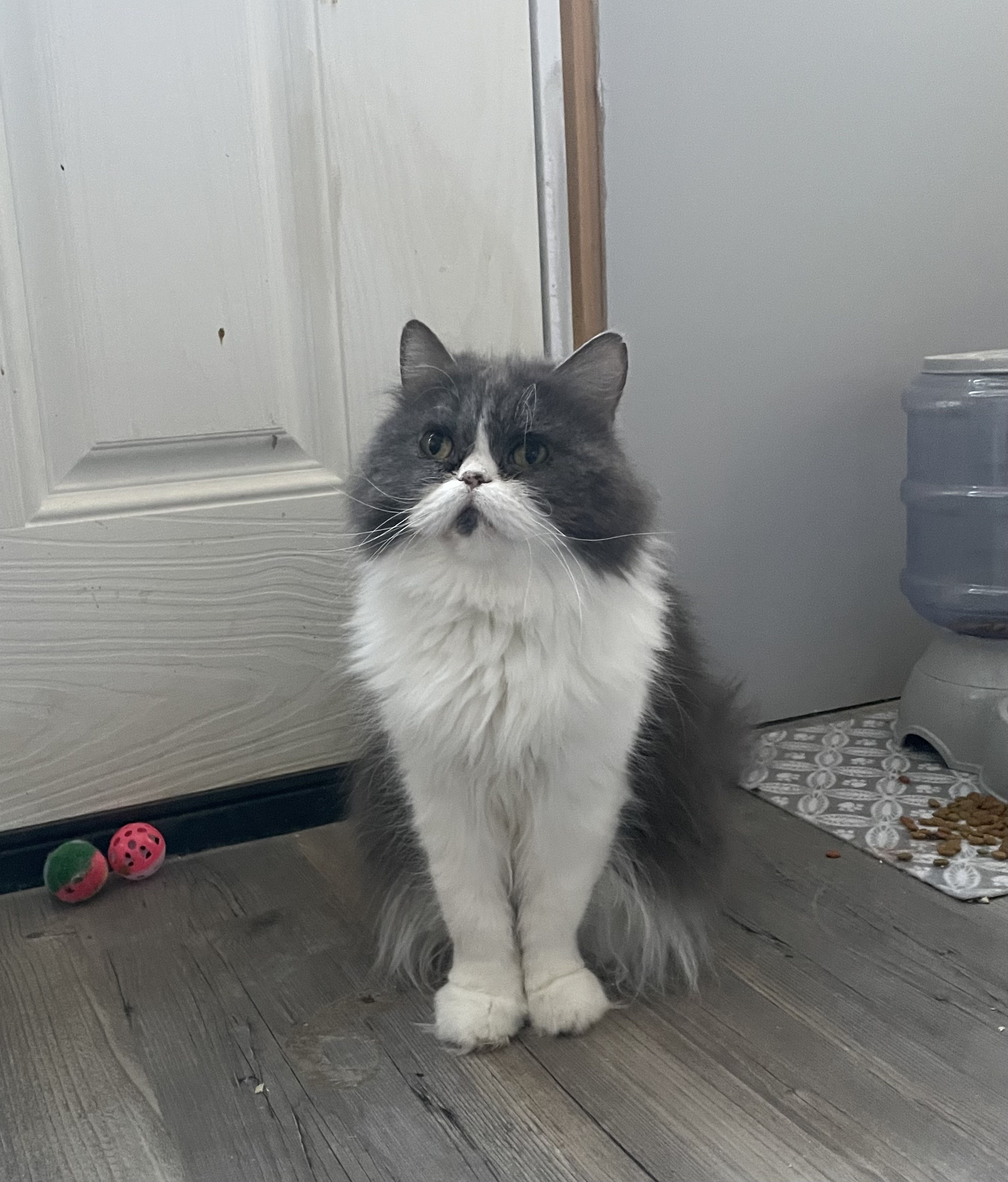 DELAWARE DESERT CATS Inc. Available for Adoption