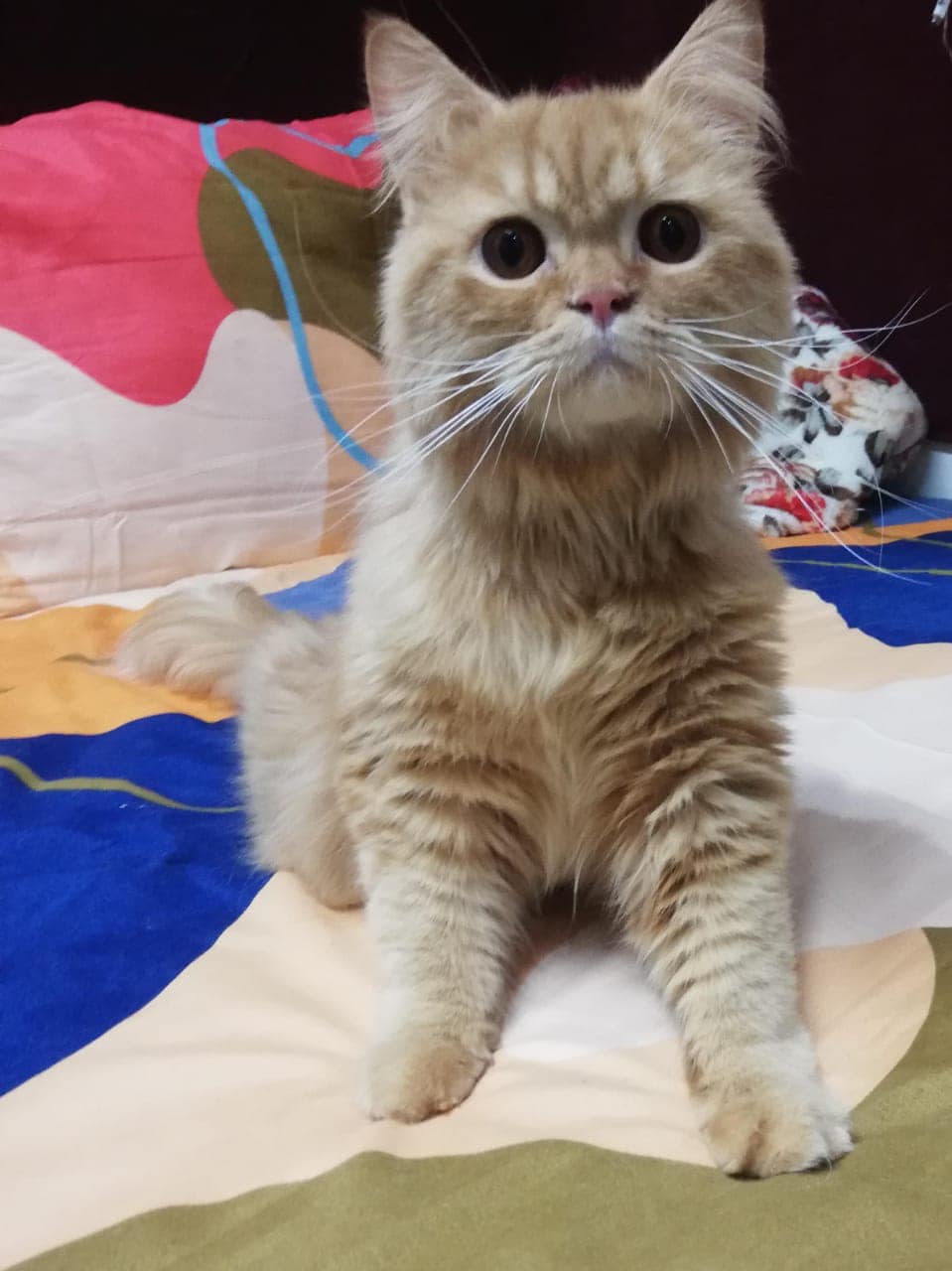 DELAWARE DESERT CATS Inc. Available for Adoption