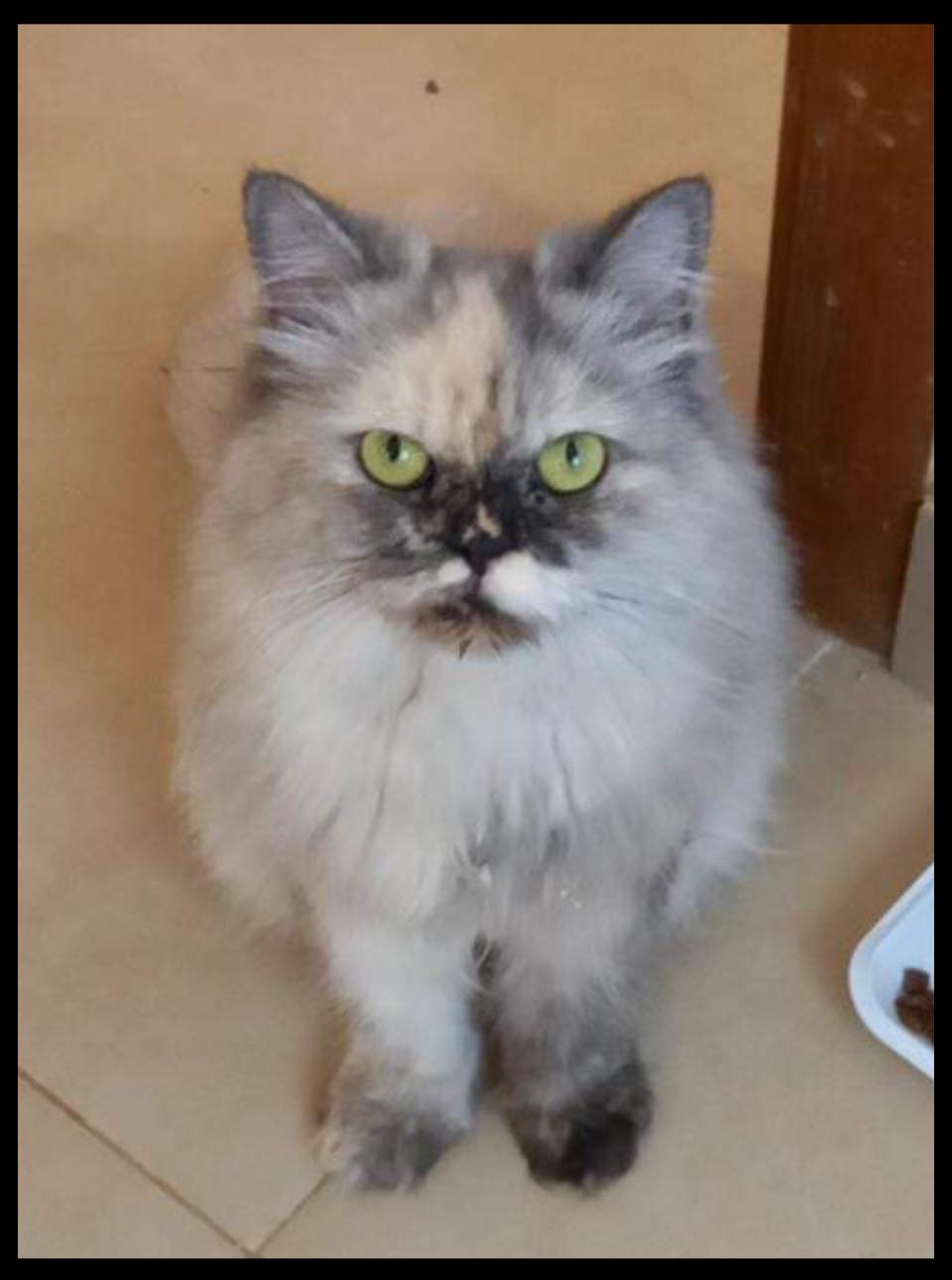 DELAWARE DESERT CATS Inc. Available for Adoption