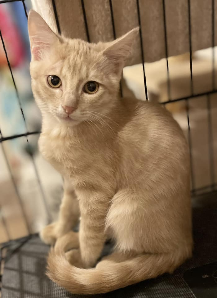 DELAWARE DESERT CATS Inc. Available for Adoption