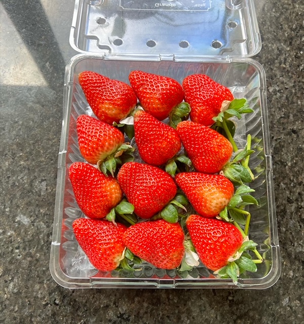 Premium Long Stem Grande