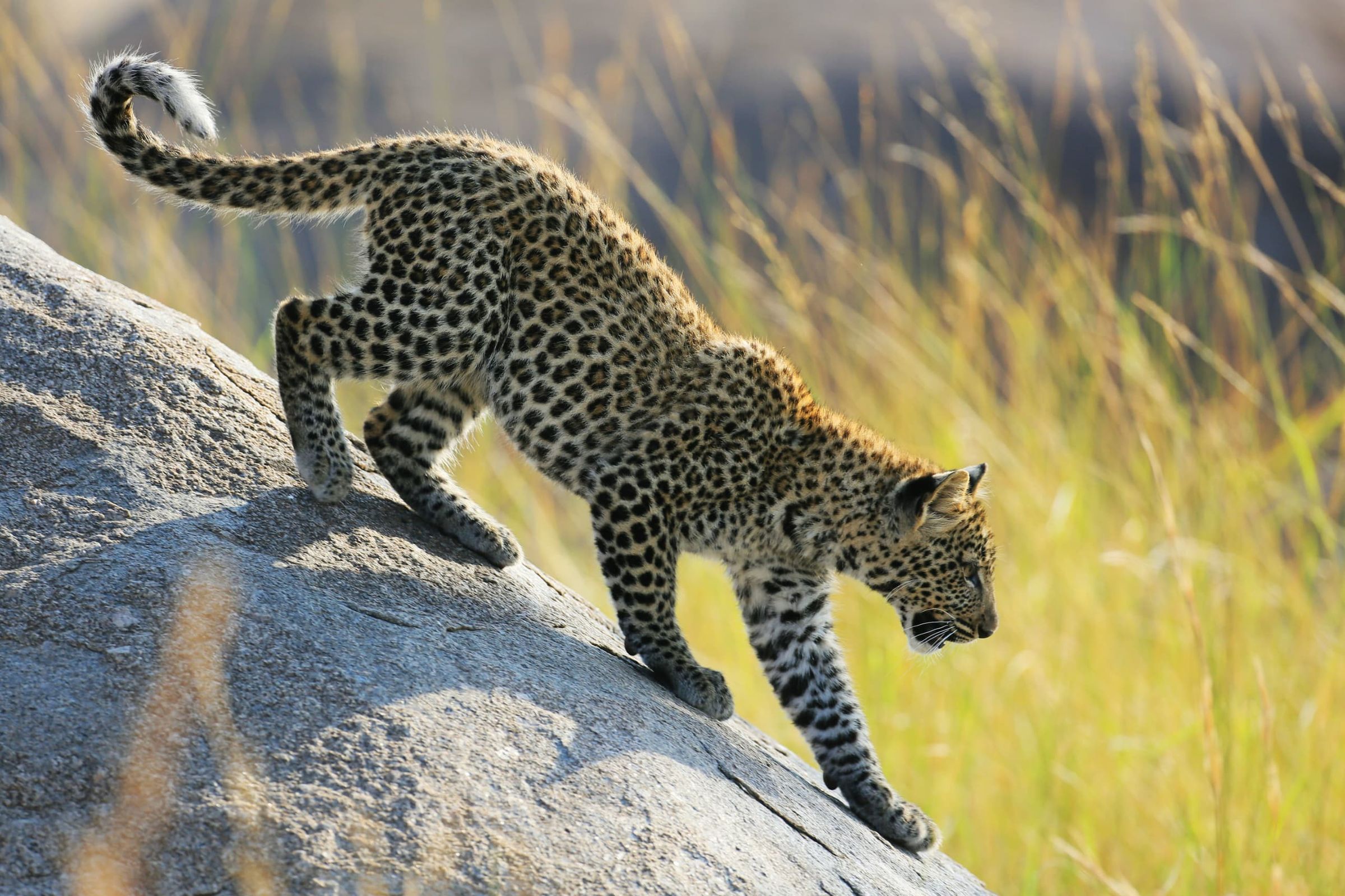 J7 TOURS AND SAFARI 's image