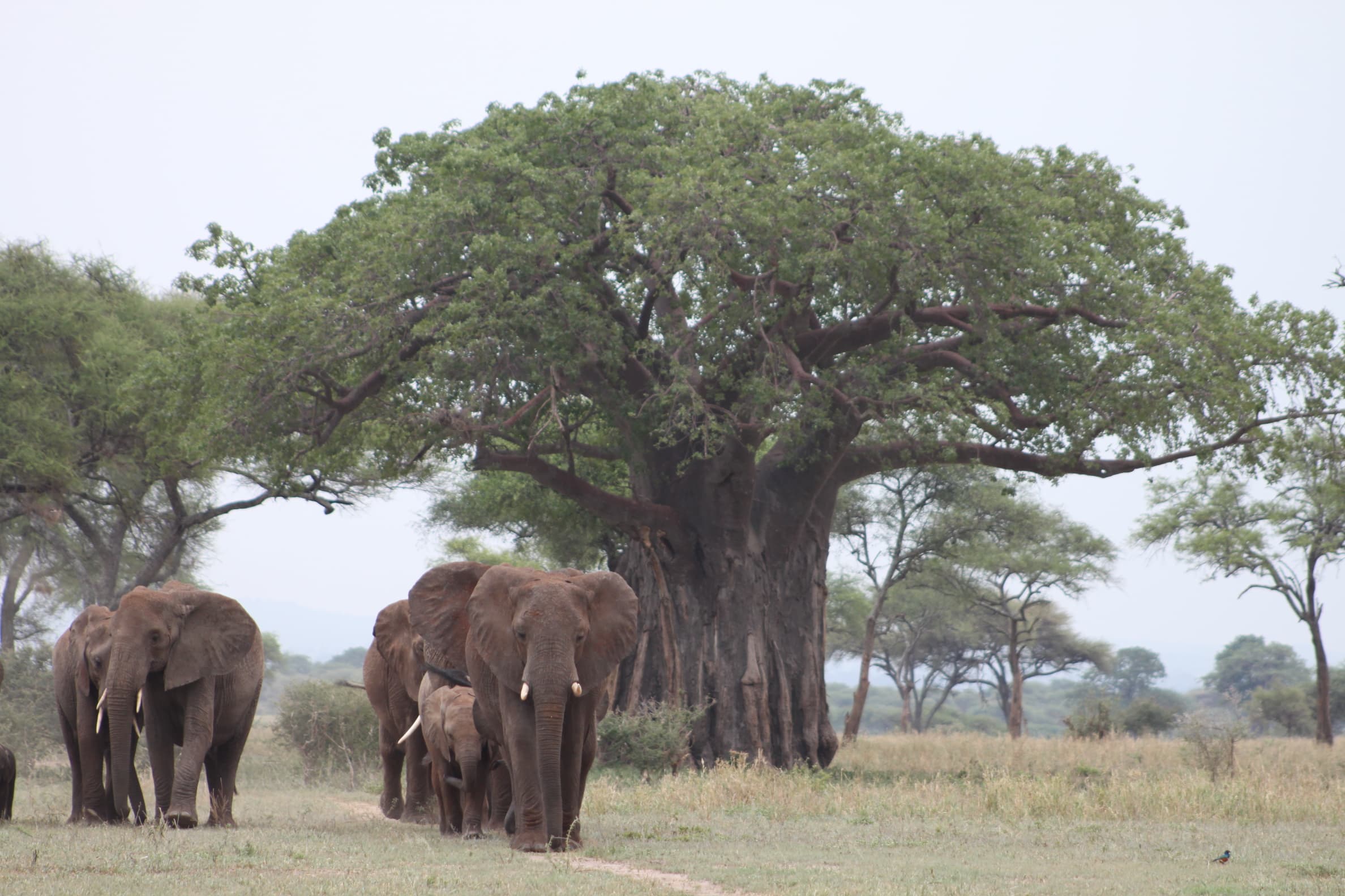 J7 TOURS AND SAFARI 's image