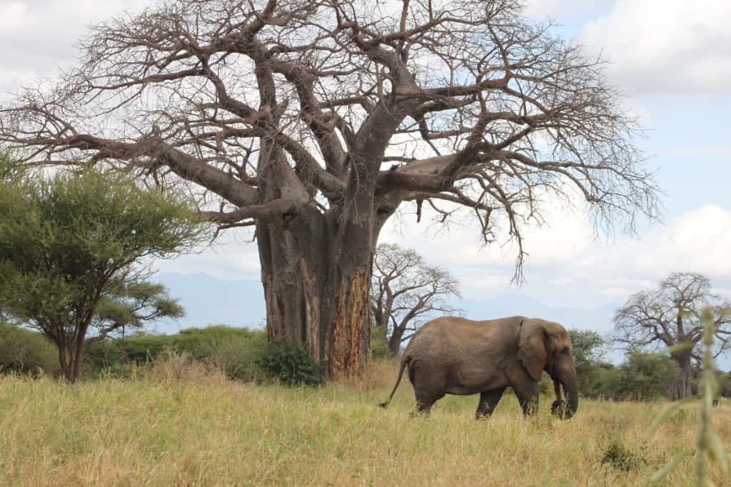 J7 TOURS AND SAFARI 's image