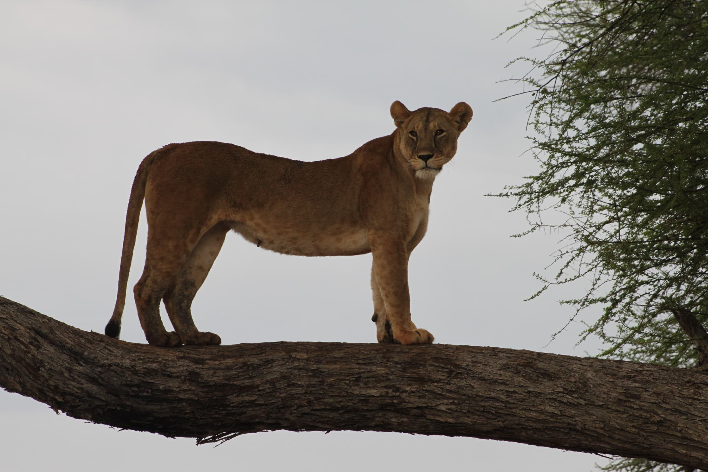 J7 TOURS AND SAFARI 's image