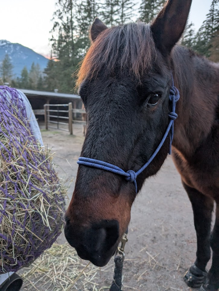 Unbridled Grace's image