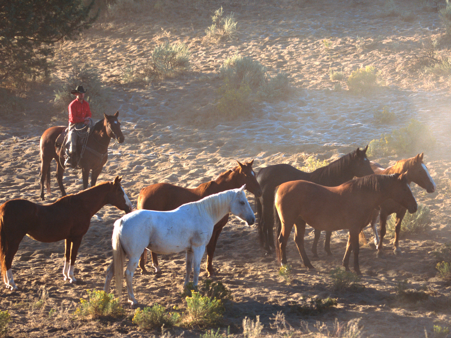 Unbridled Grace's image