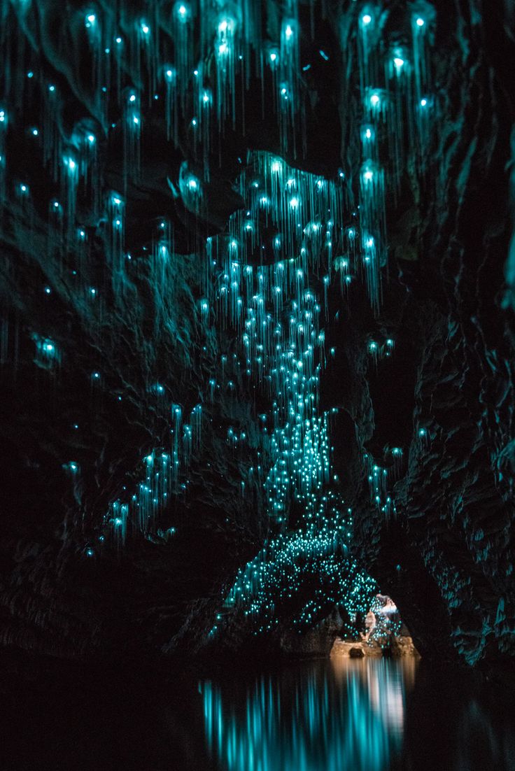 Glow Worm Caves