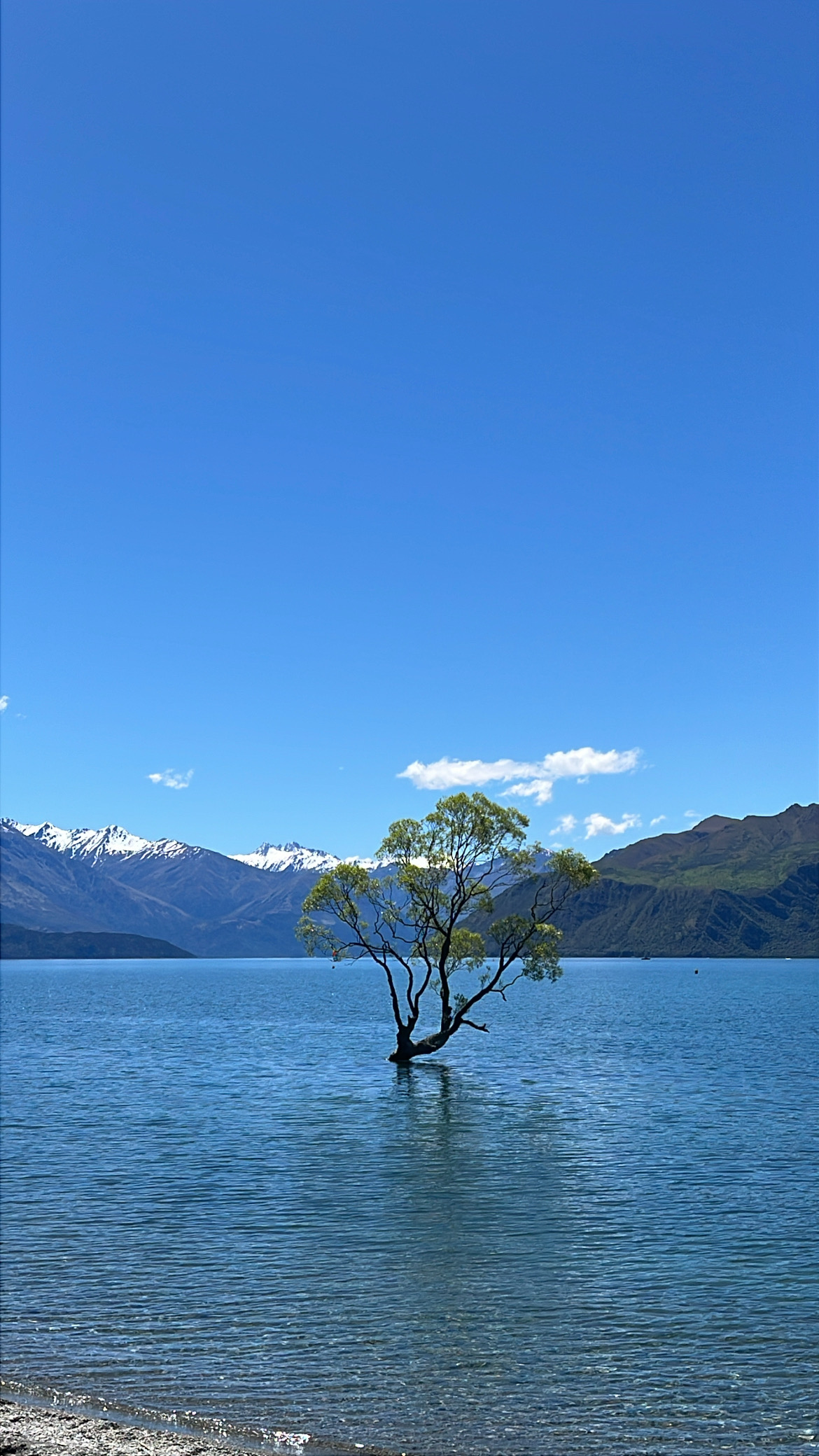 Wanaka Tree