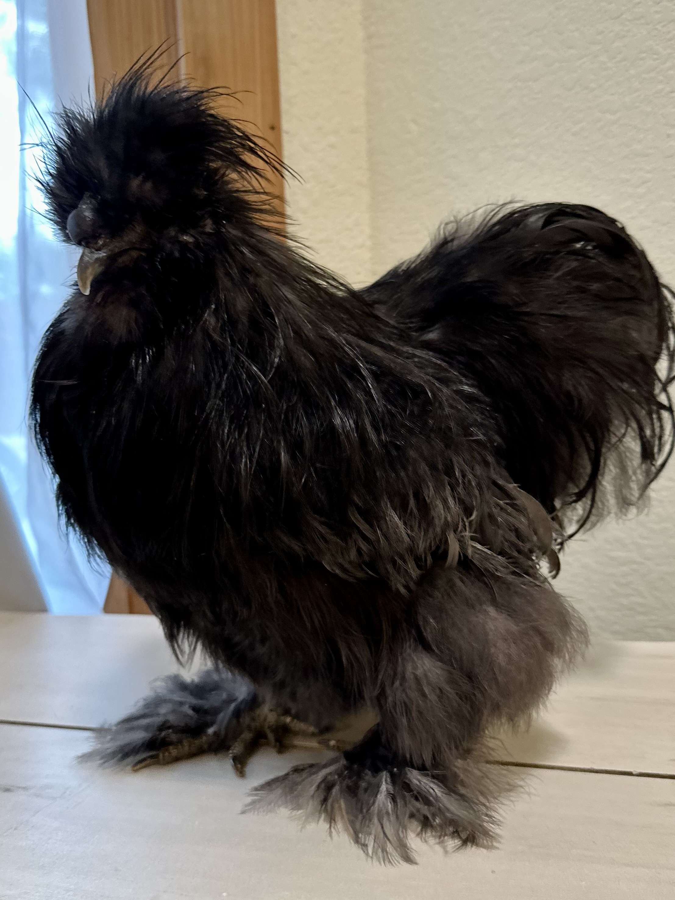 This is a BBS 3 year old Rooster