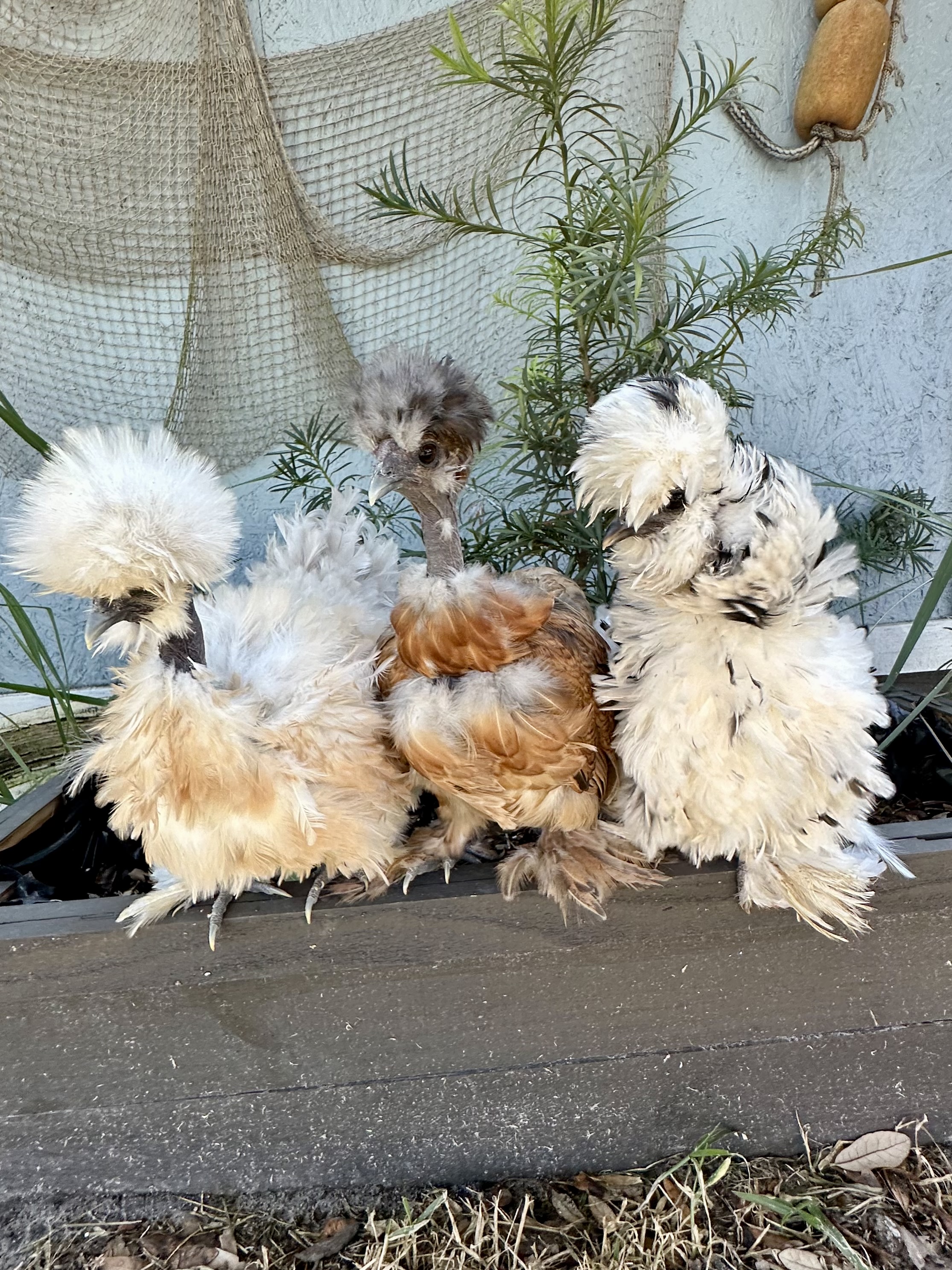 All 3 are 1 year old hens.