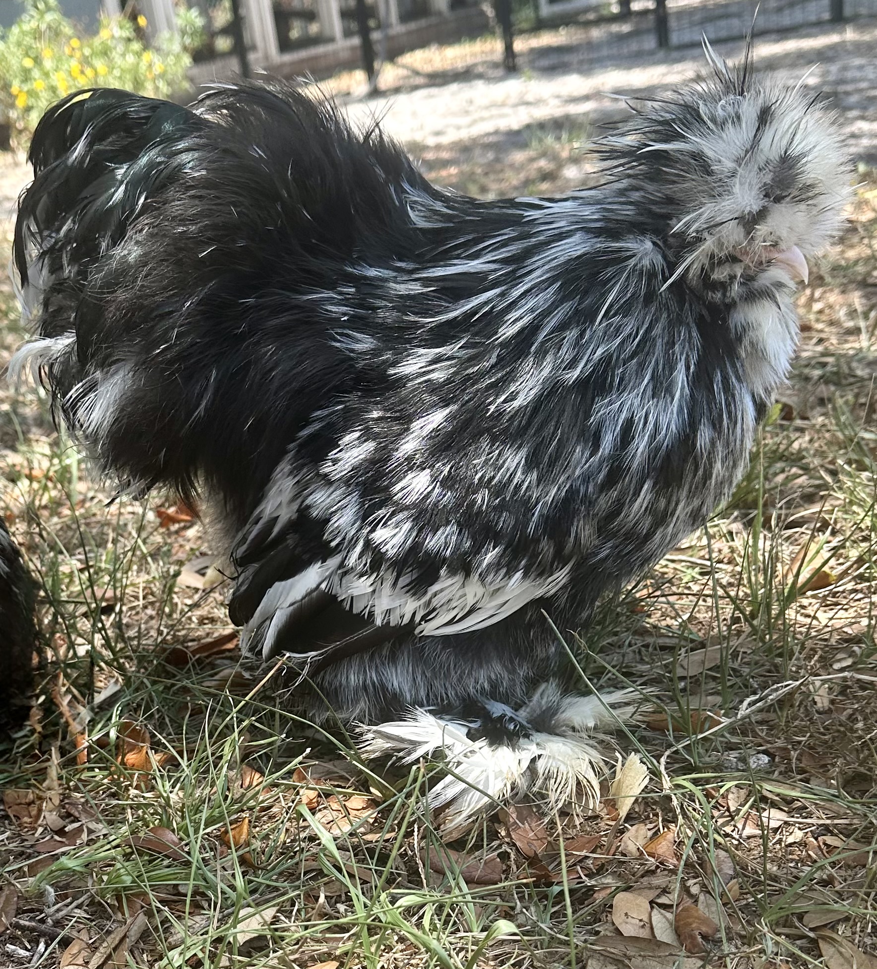 This is a 2 year old Black Mottled Rooster