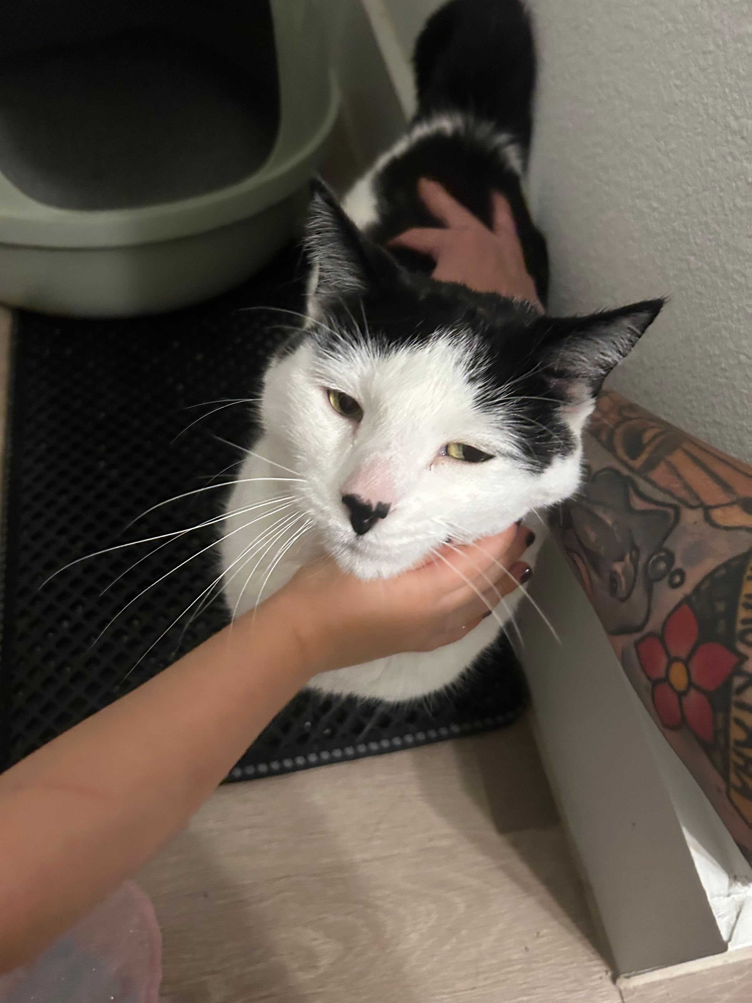 REYLA'S PETCARE's image