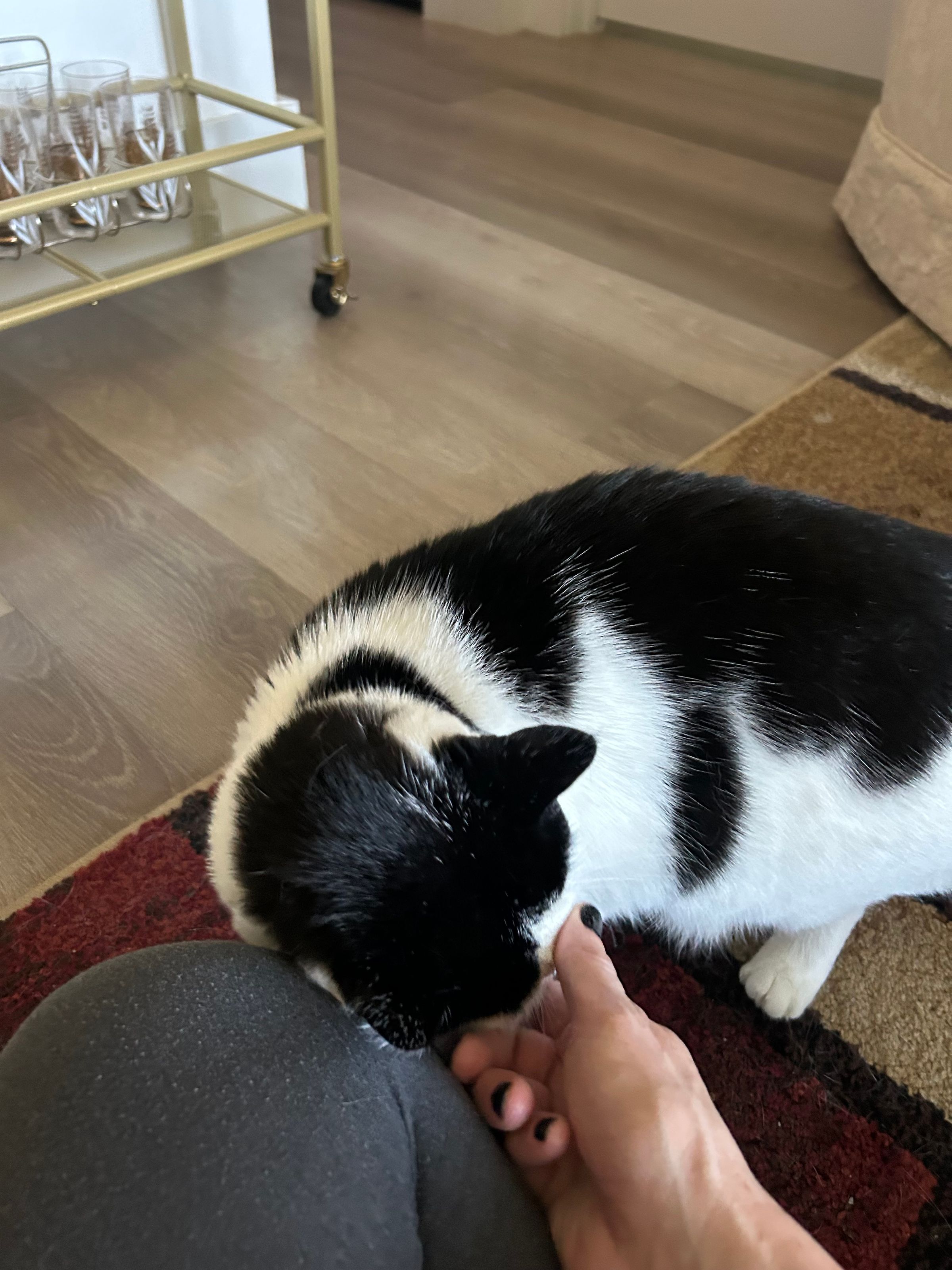 REYLA'S PETCARE's image