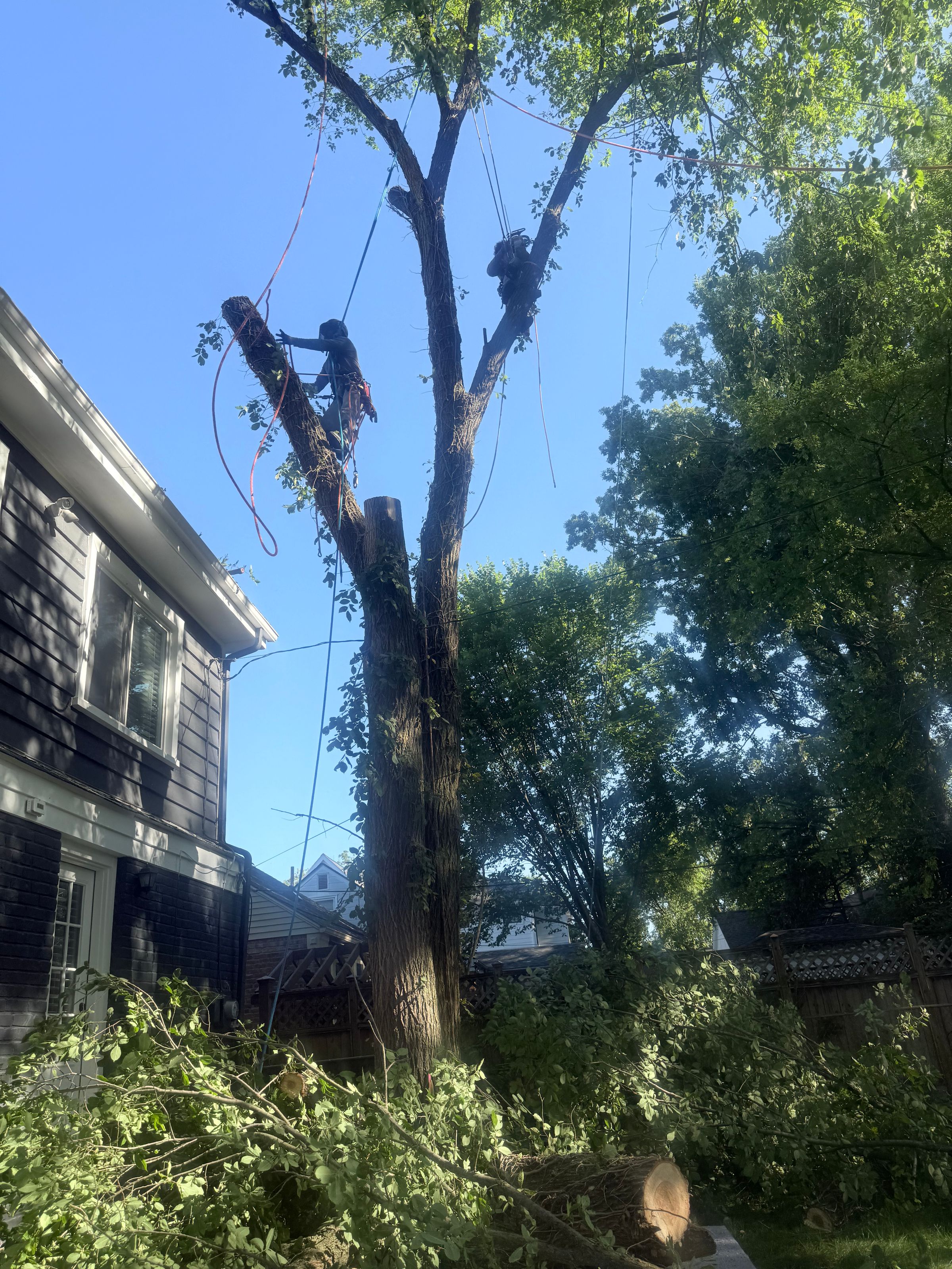 Tree Removal Before