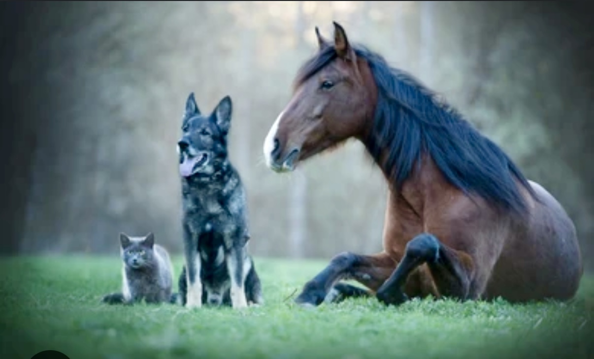 Common types of peptides used in animals 