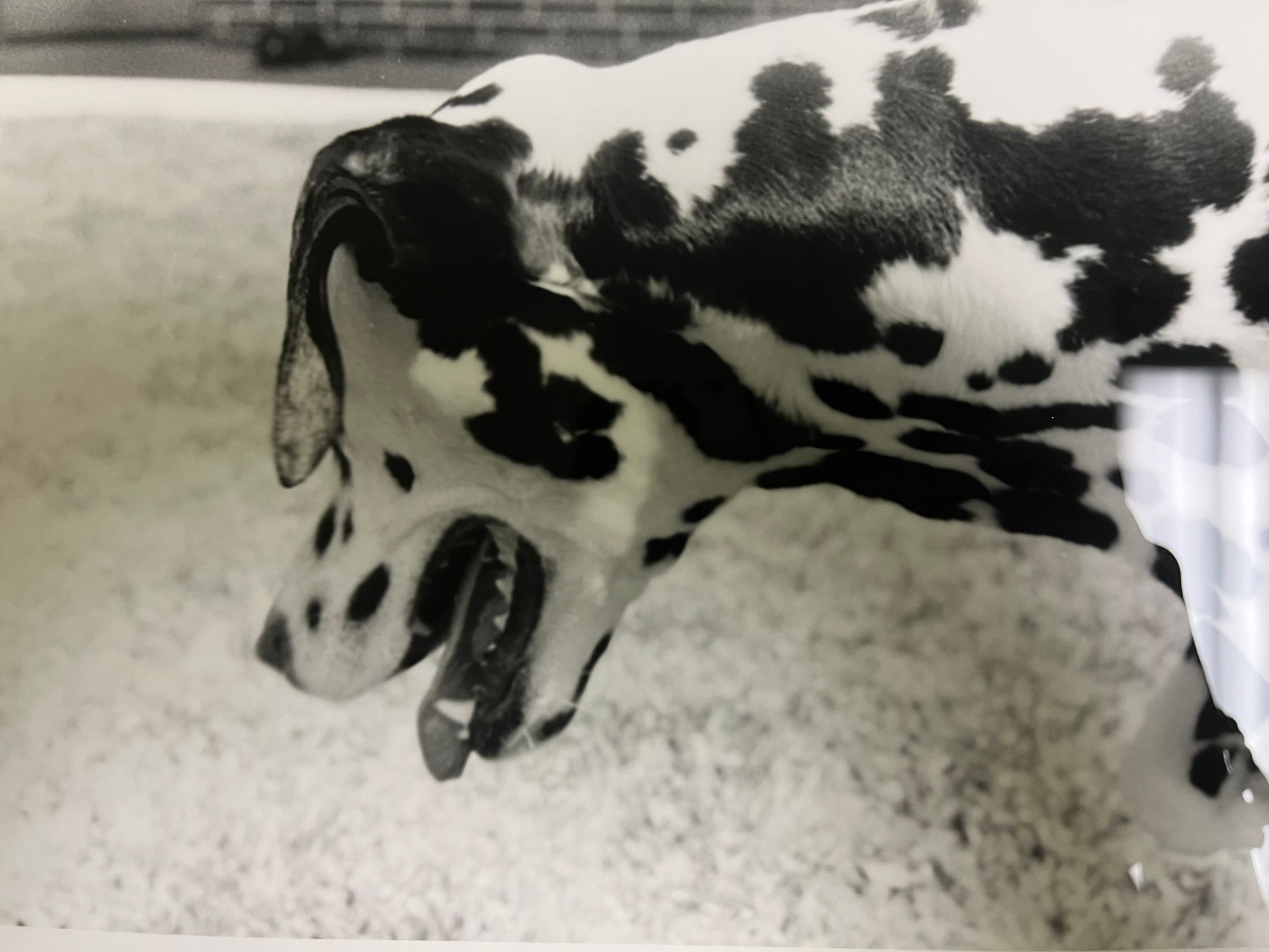 Animals in the work place series 