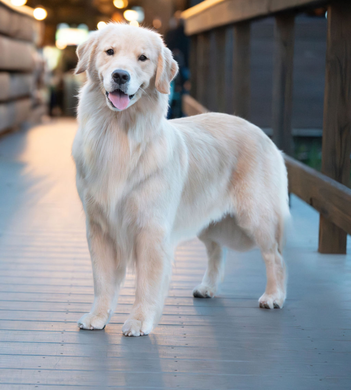 Winstone Goldens 's image
