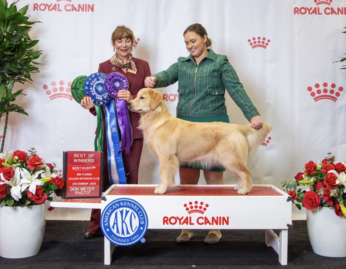 Winstone Goldens 's image