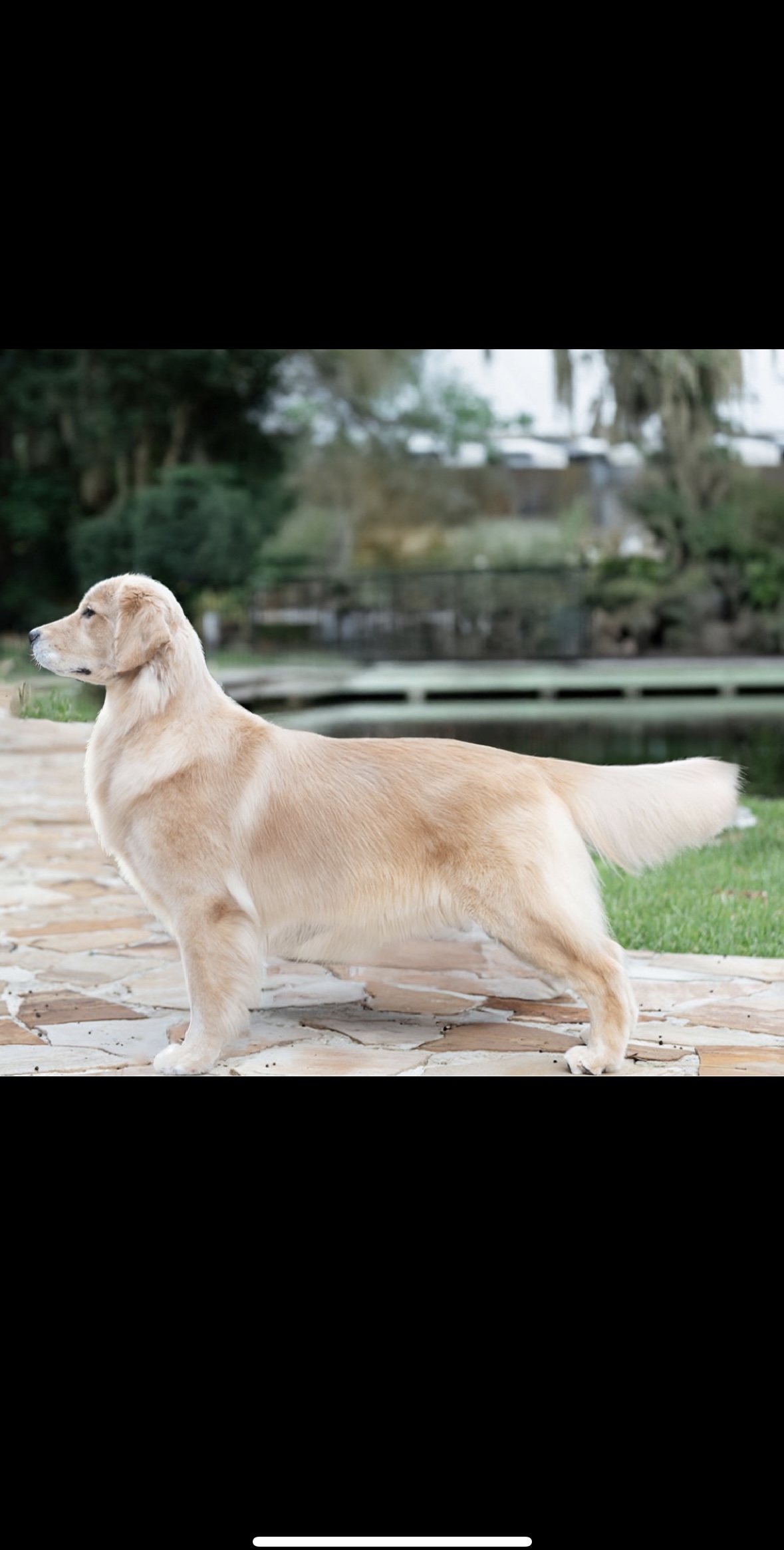 Winstone Goldens 's image