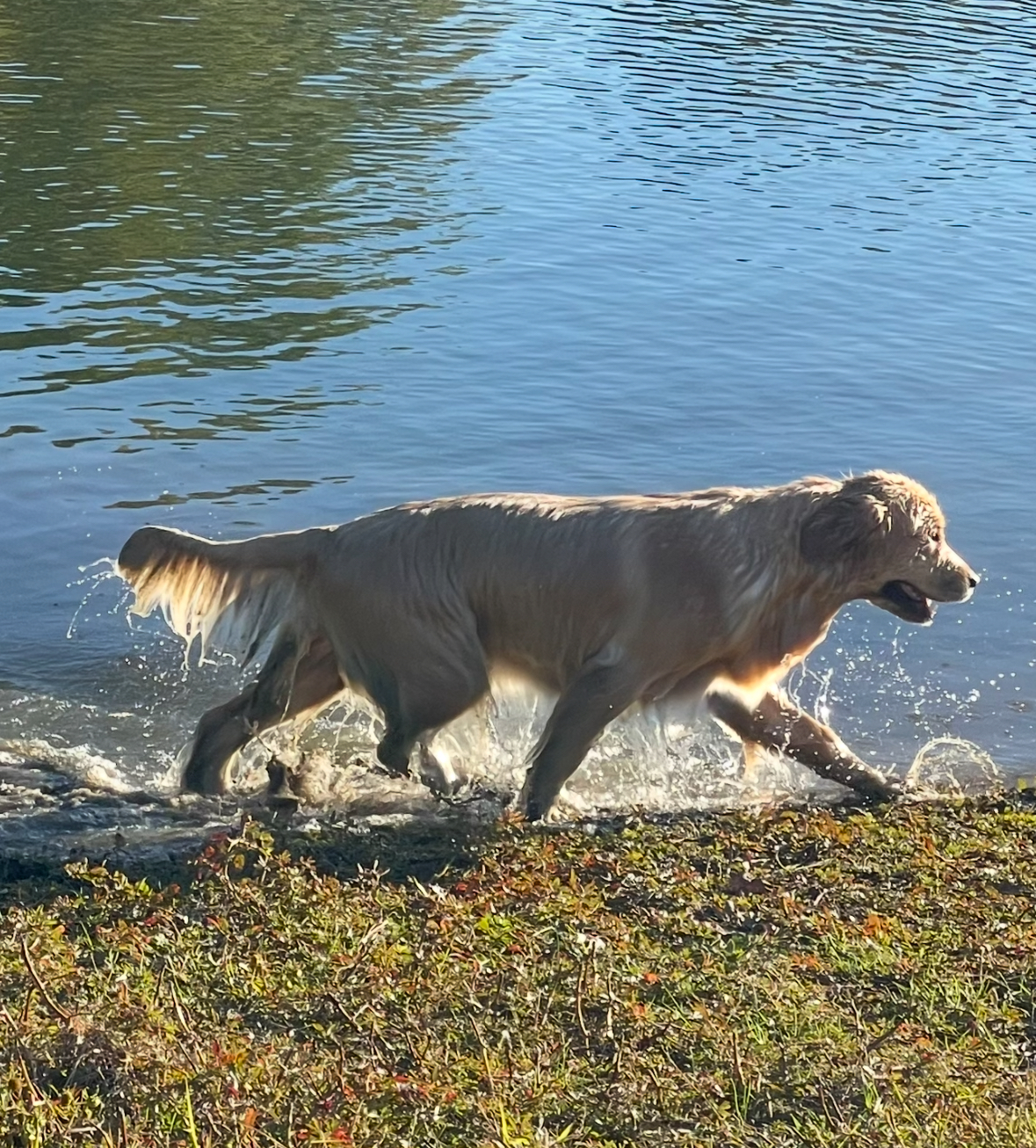 Winstone Goldens 's image