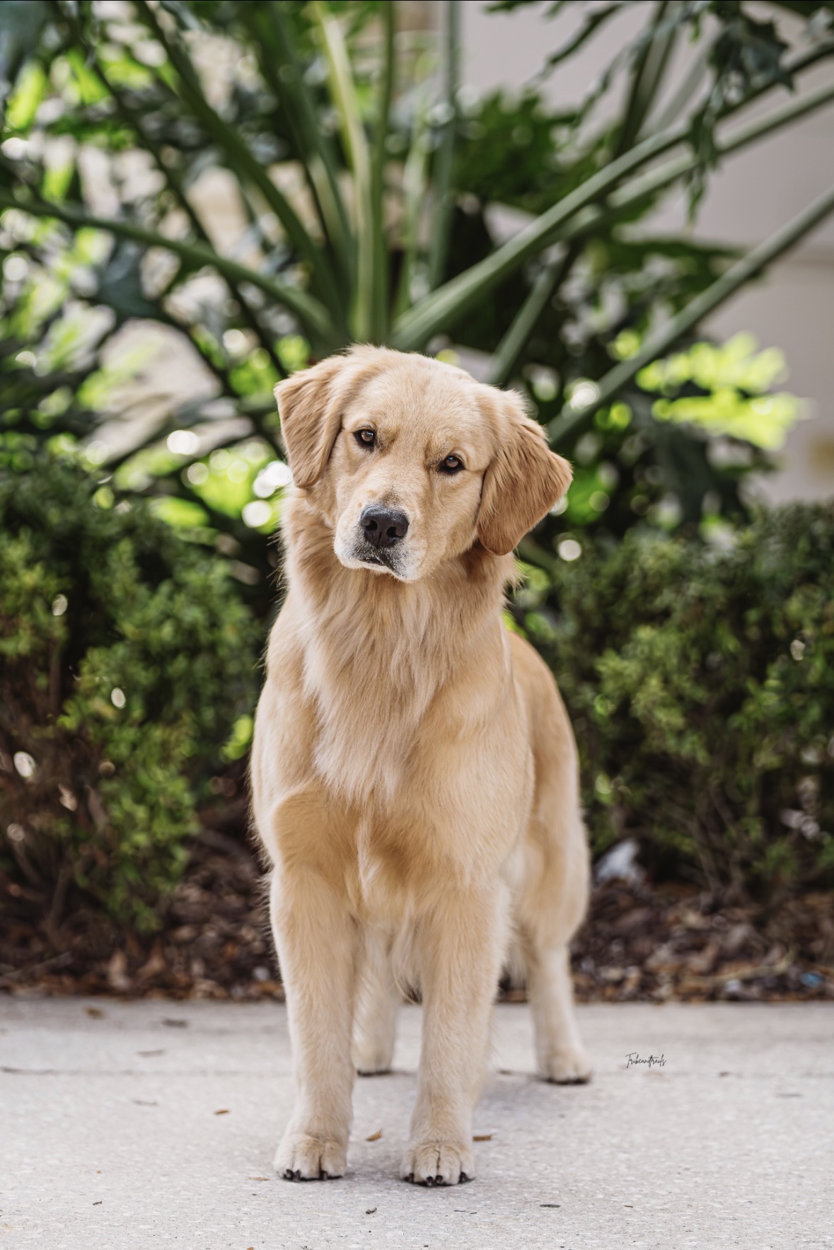 Winstone Goldens 's image