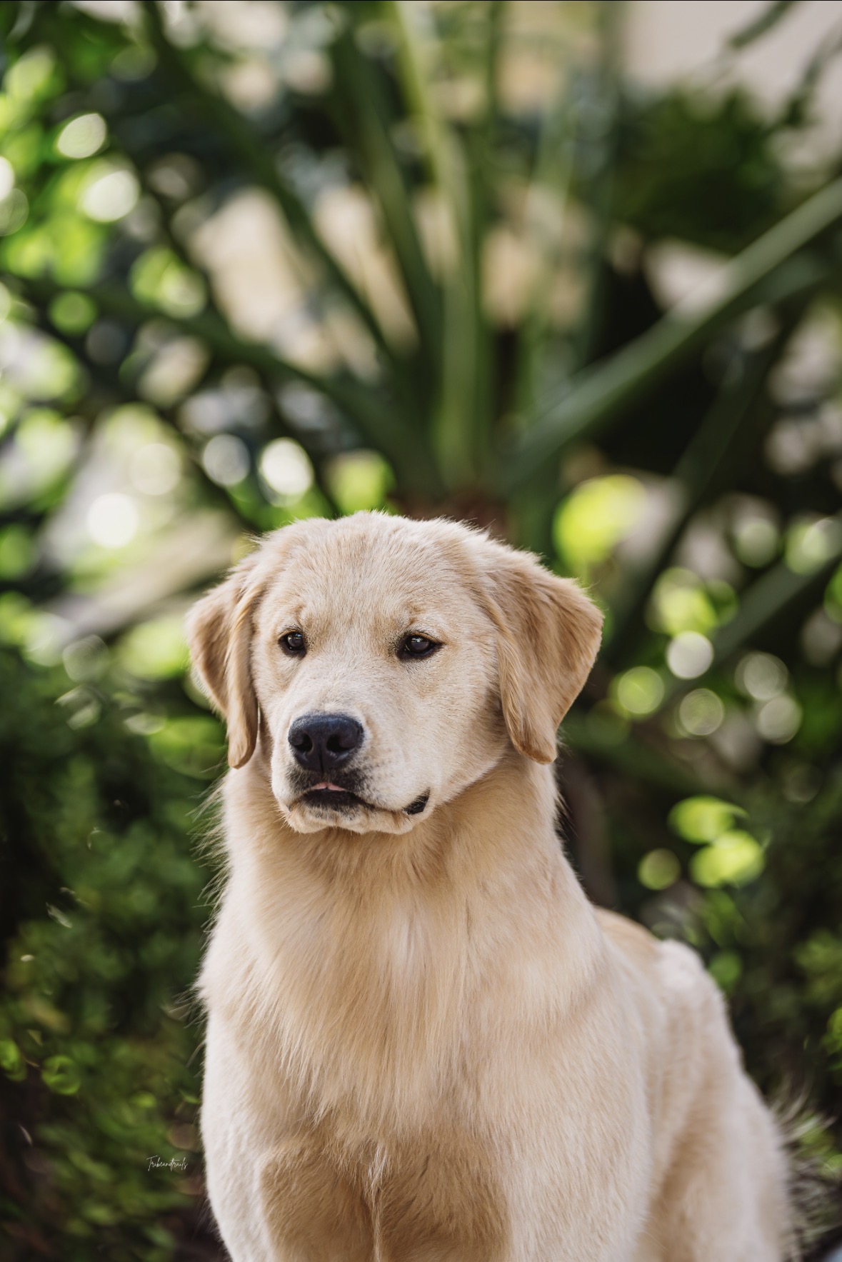 Winstone Goldens 's image